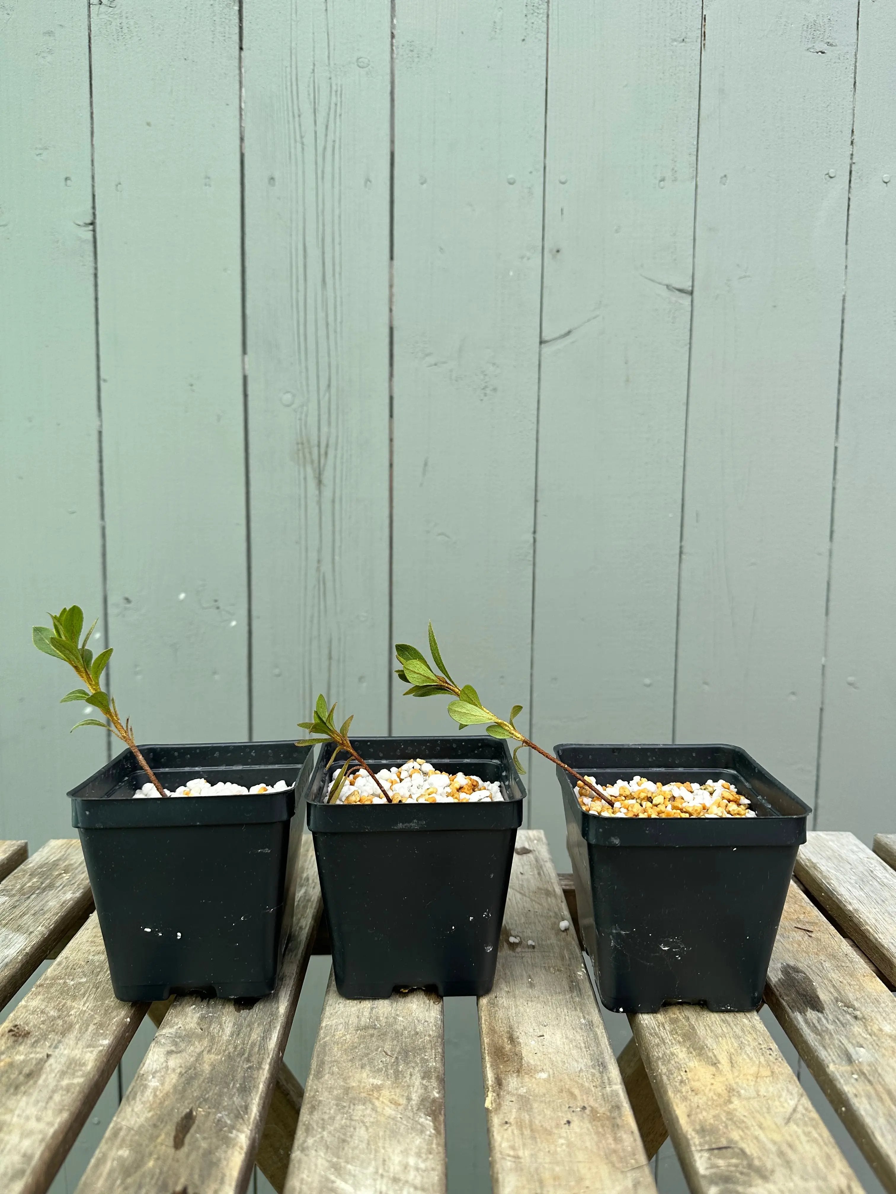 Satsuki Azalea 'Asuka Bijin' Canada Bonsai