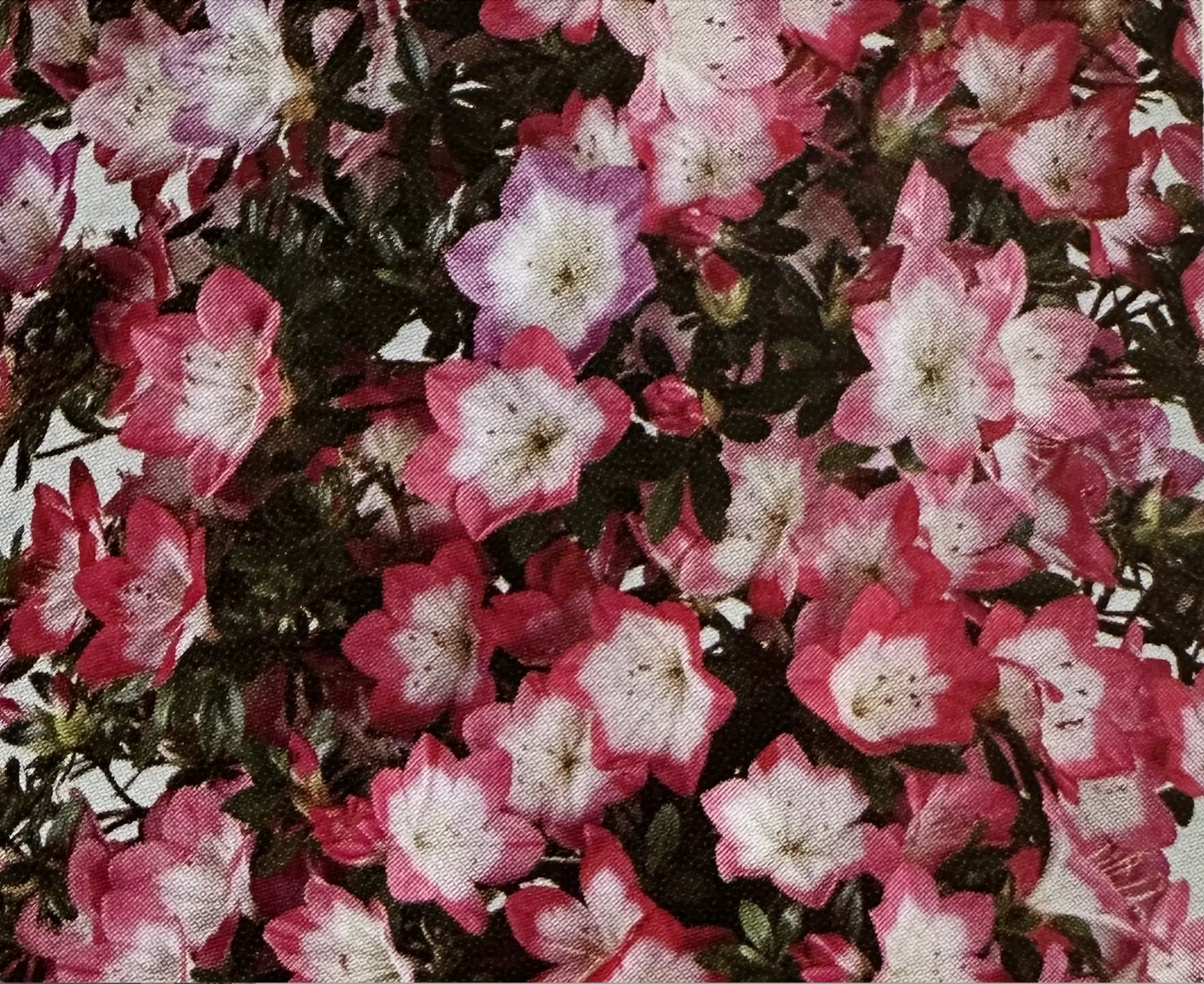 Satsuki Azalea 'Rin' Canada Bonsai