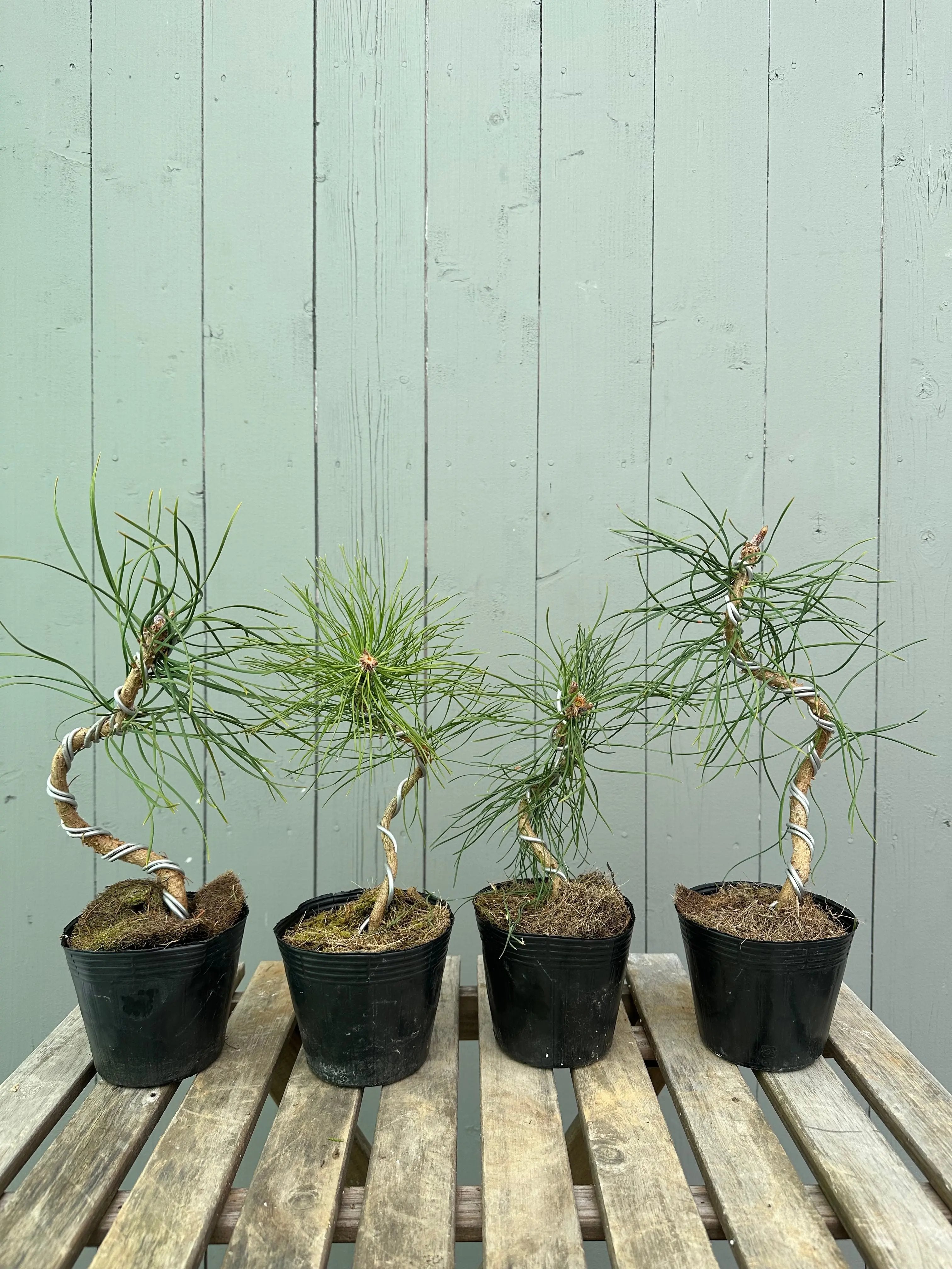 Scotts Pine Canada Bonsai