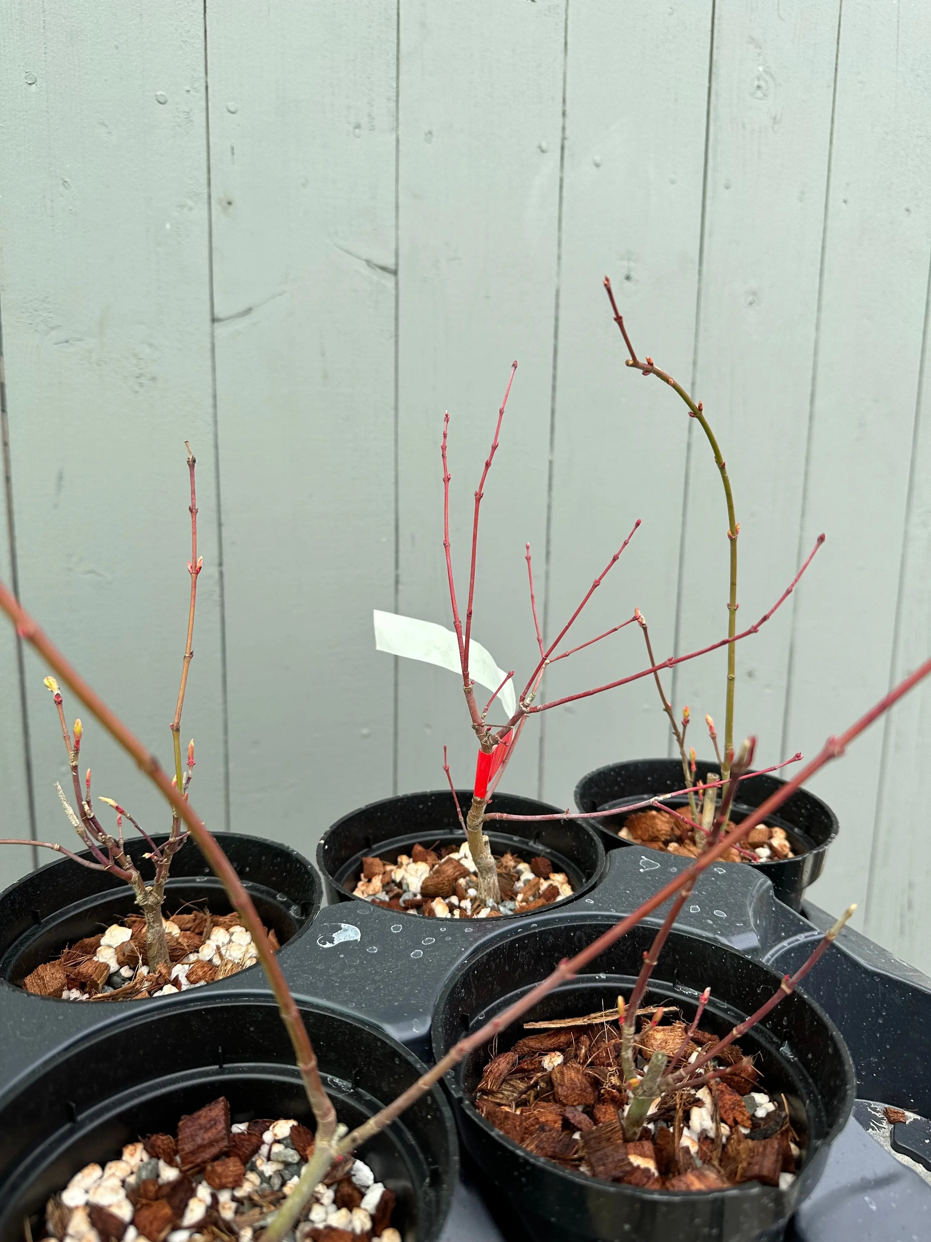 Japanese Maple 'Katsura' Canada Bonsai