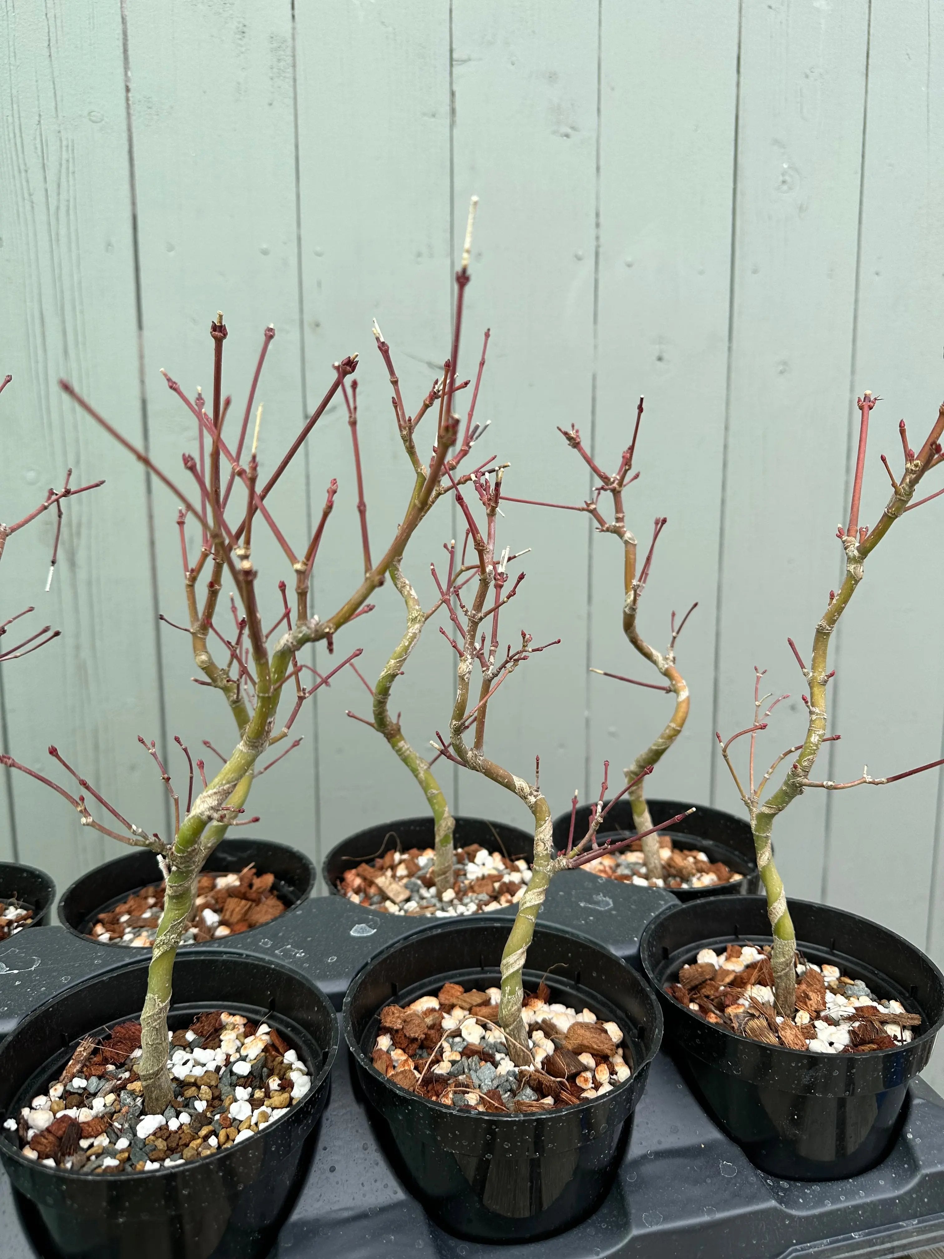 Japanese Maple 'Seigen' Canada Bonsai
