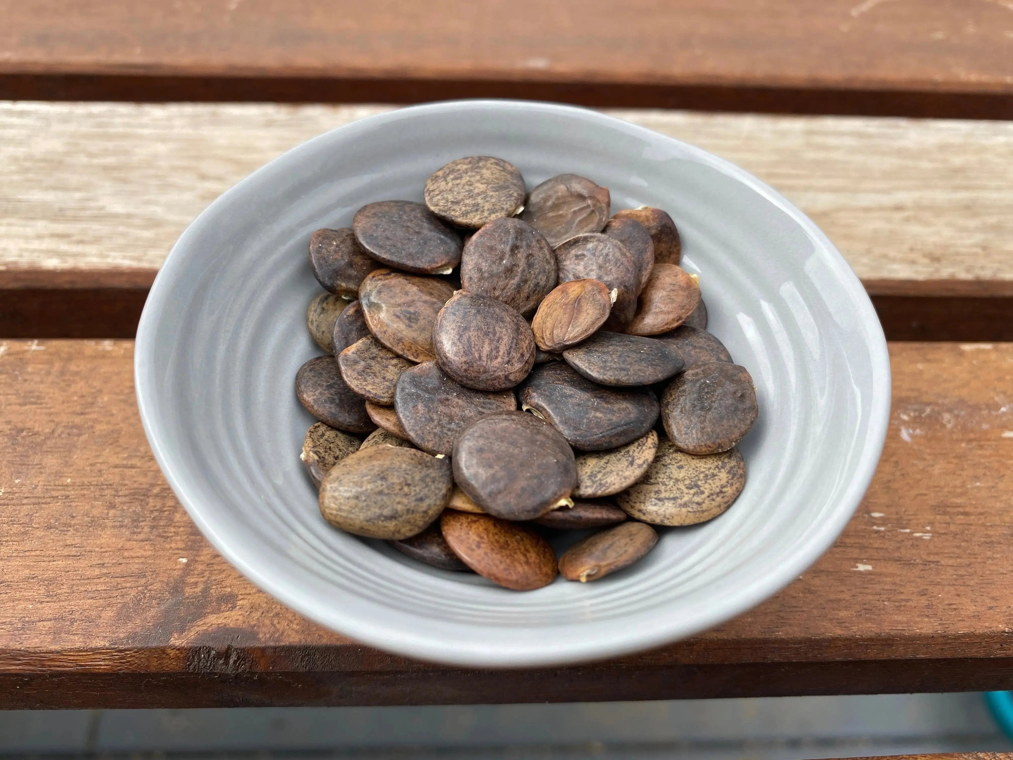 Wisteria floribunda (Japanese Wisteria) CB Seeds