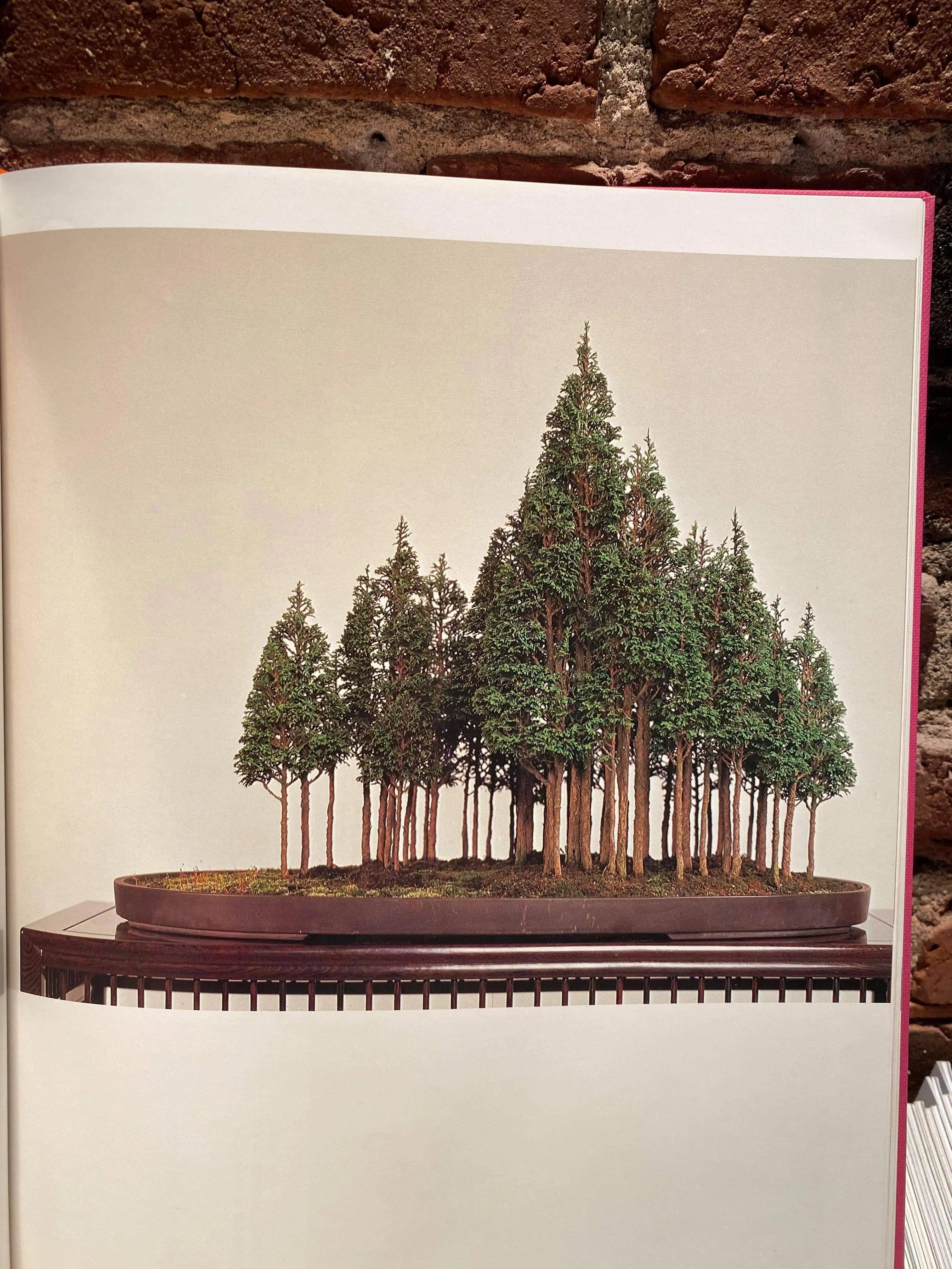 Broad Leaf Bonsai Masterpiece (signed) CB Books