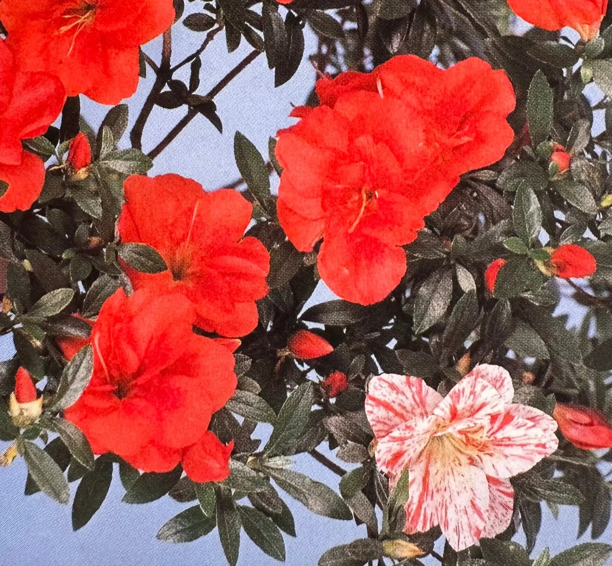 Satsuki 'Maikomachi' Canada Bonsai