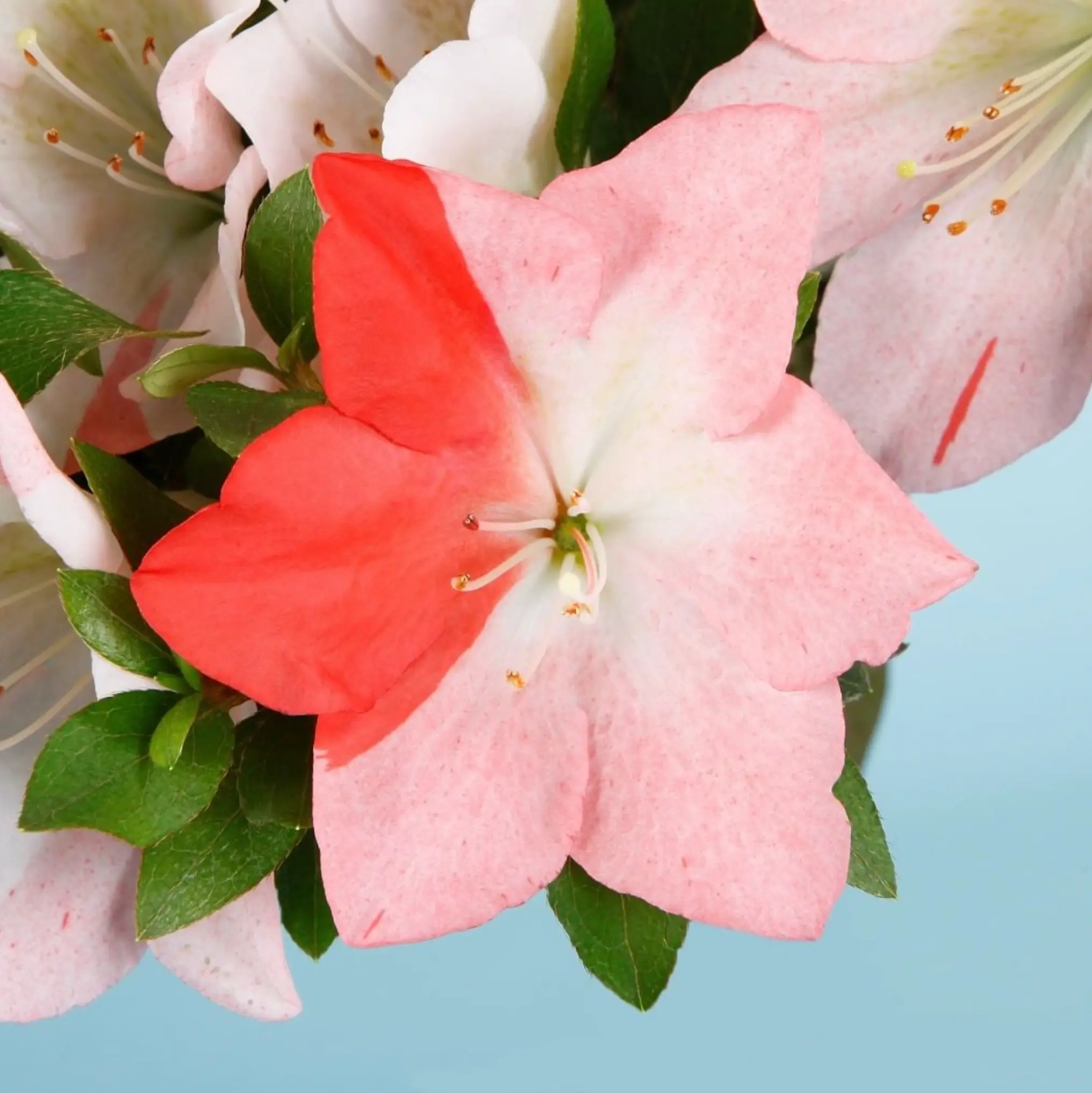 Satsuki Azalea 'Yumemonogatari' Canada Bonsai