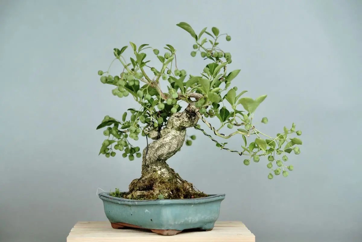 Mayumi Canada Bonsai