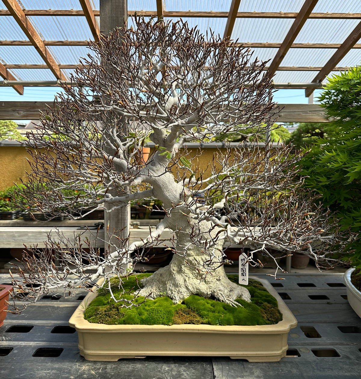 Canada Bonsai private sale trees