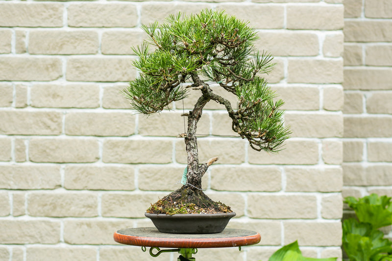 Pinus Thunbergii