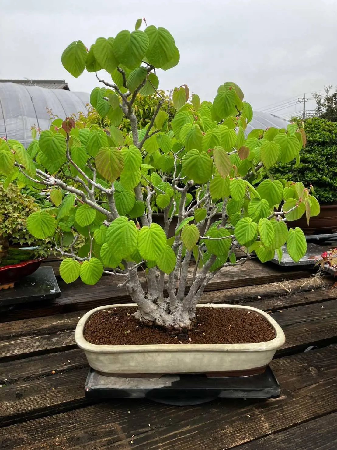 Corylopsis spicata Canada Bonsai