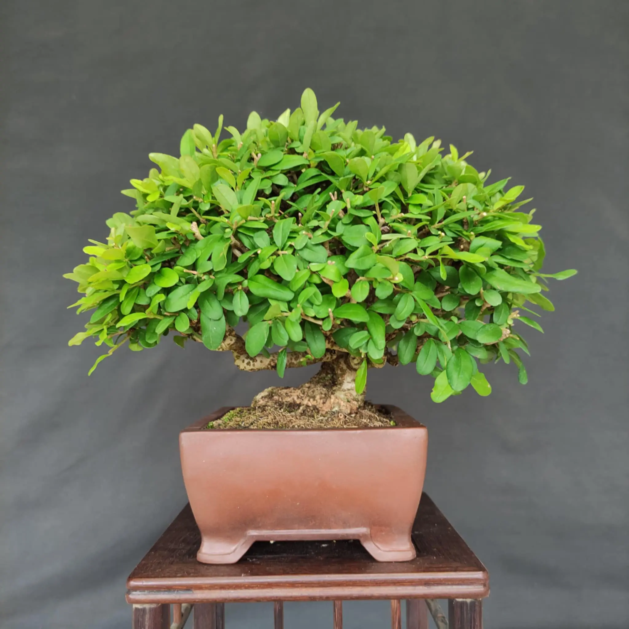 Ligustrum obtusifolium Canada Bonsai