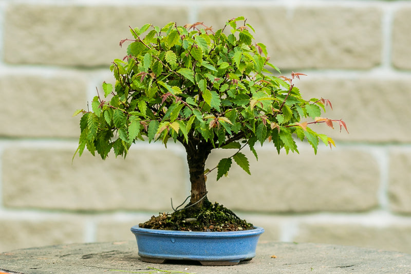 Zelkova Serrata