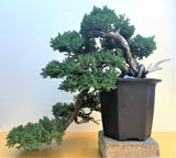 Juniperus Procumbens