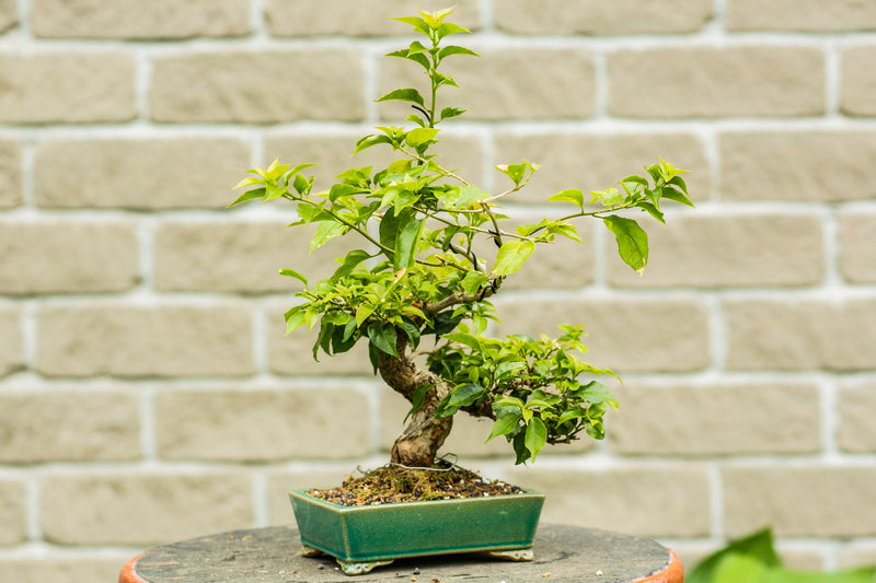 Bougainvillea glabra