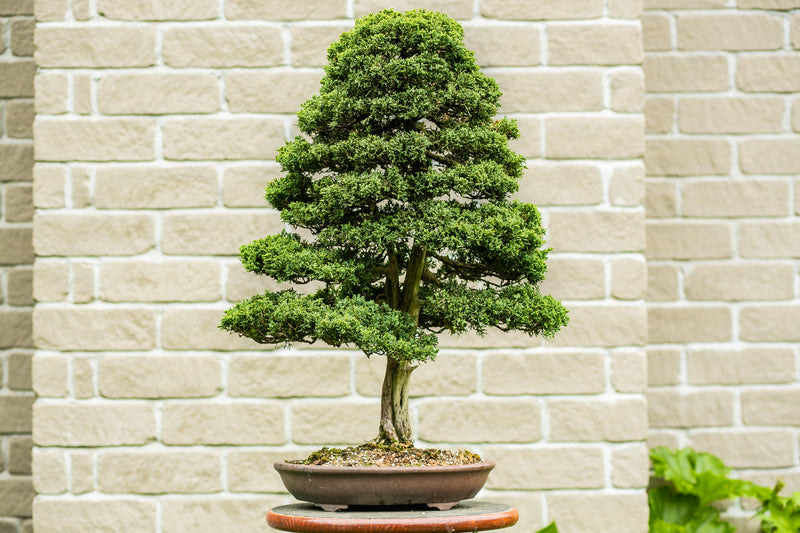 Juniperus Chinensis 'Blaauw'