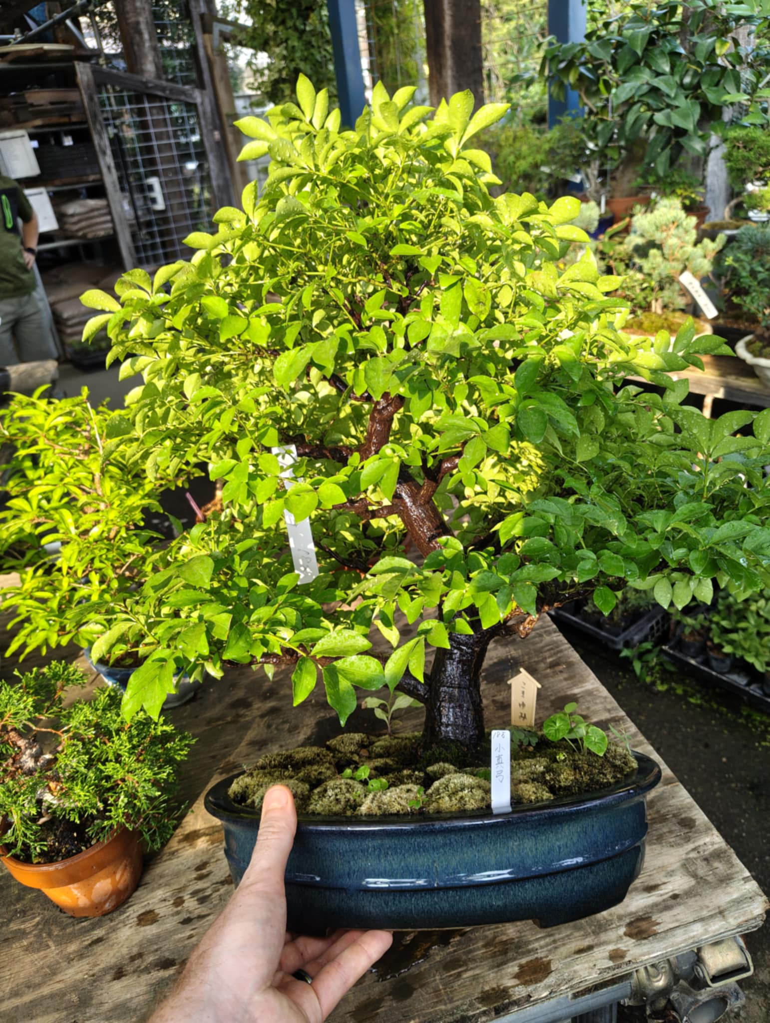 Euonymus
