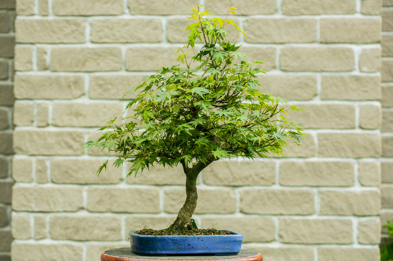 Acer palmatum