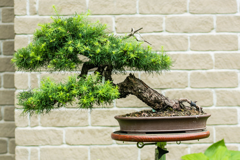 Larix Laricina