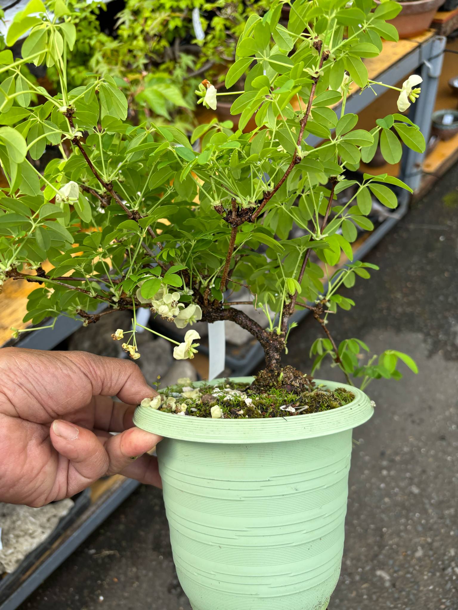 Akebia (white flower)