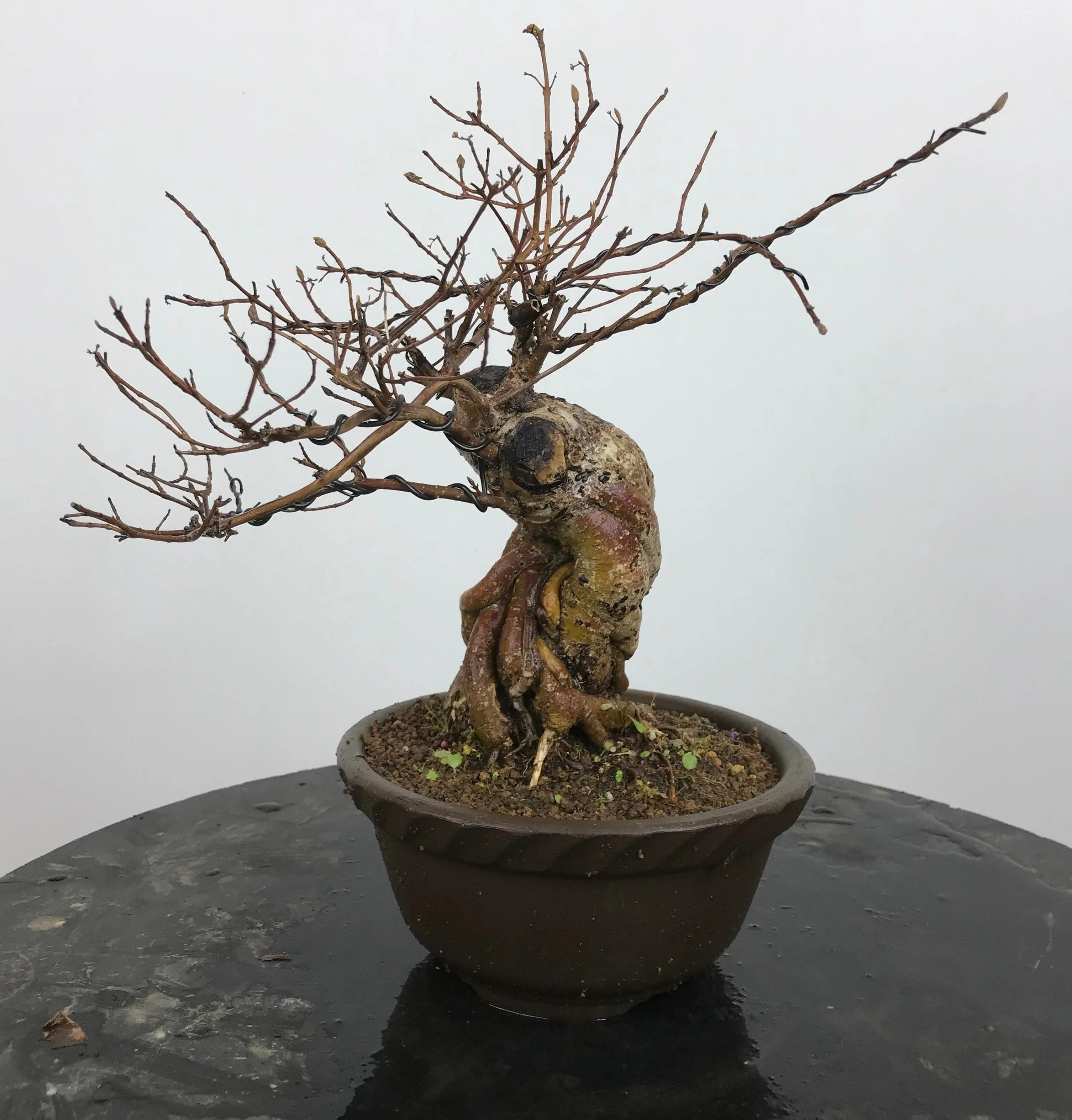 Callicarpa #10 Canada Bonsai