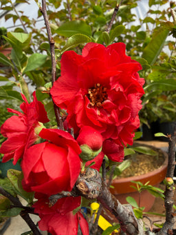 CHAENOMELES speciosa