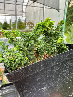 CHAMAECYPARIS japonicum