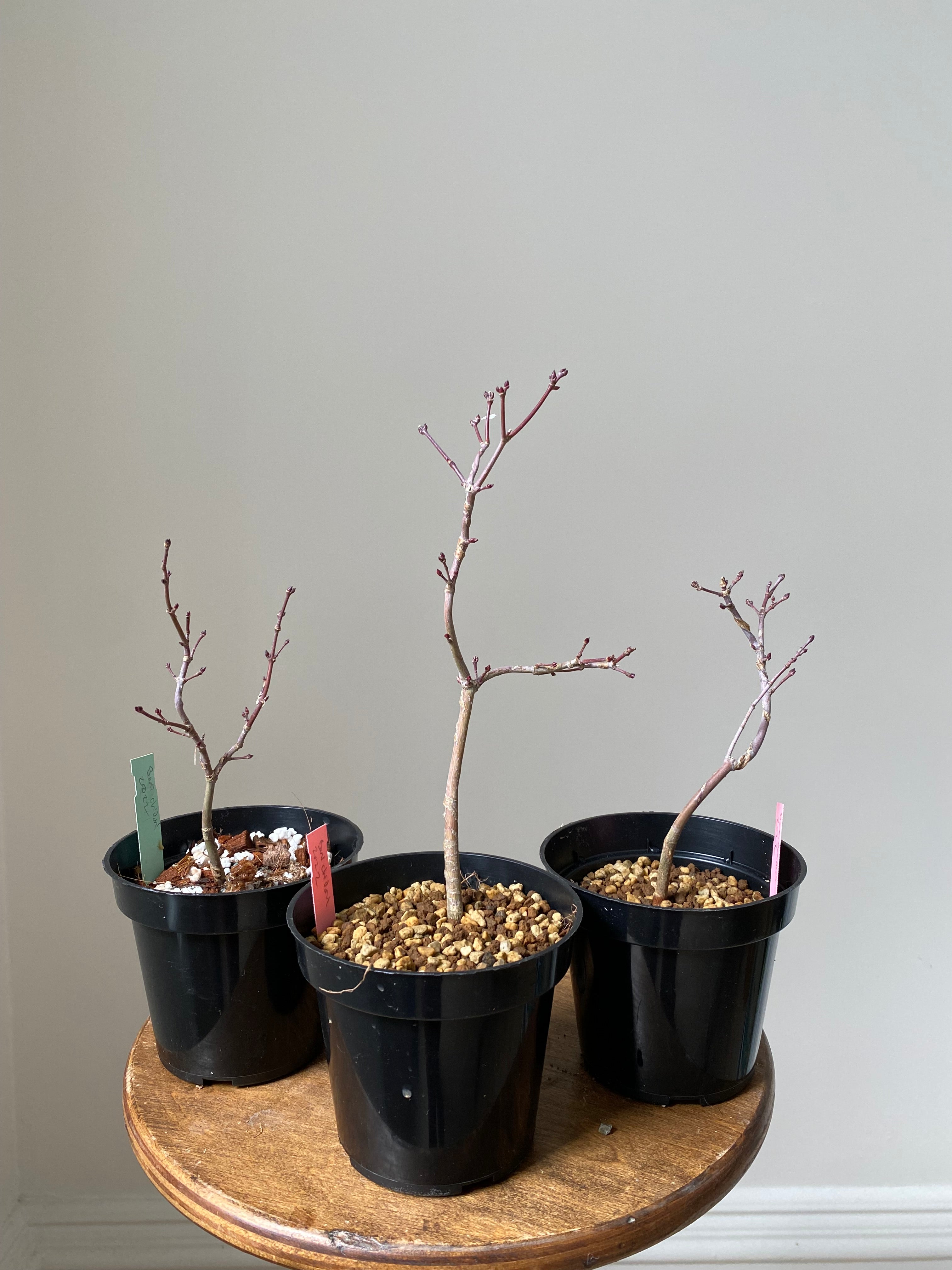 Acer palmatum 'Beni Chidori' (2025)