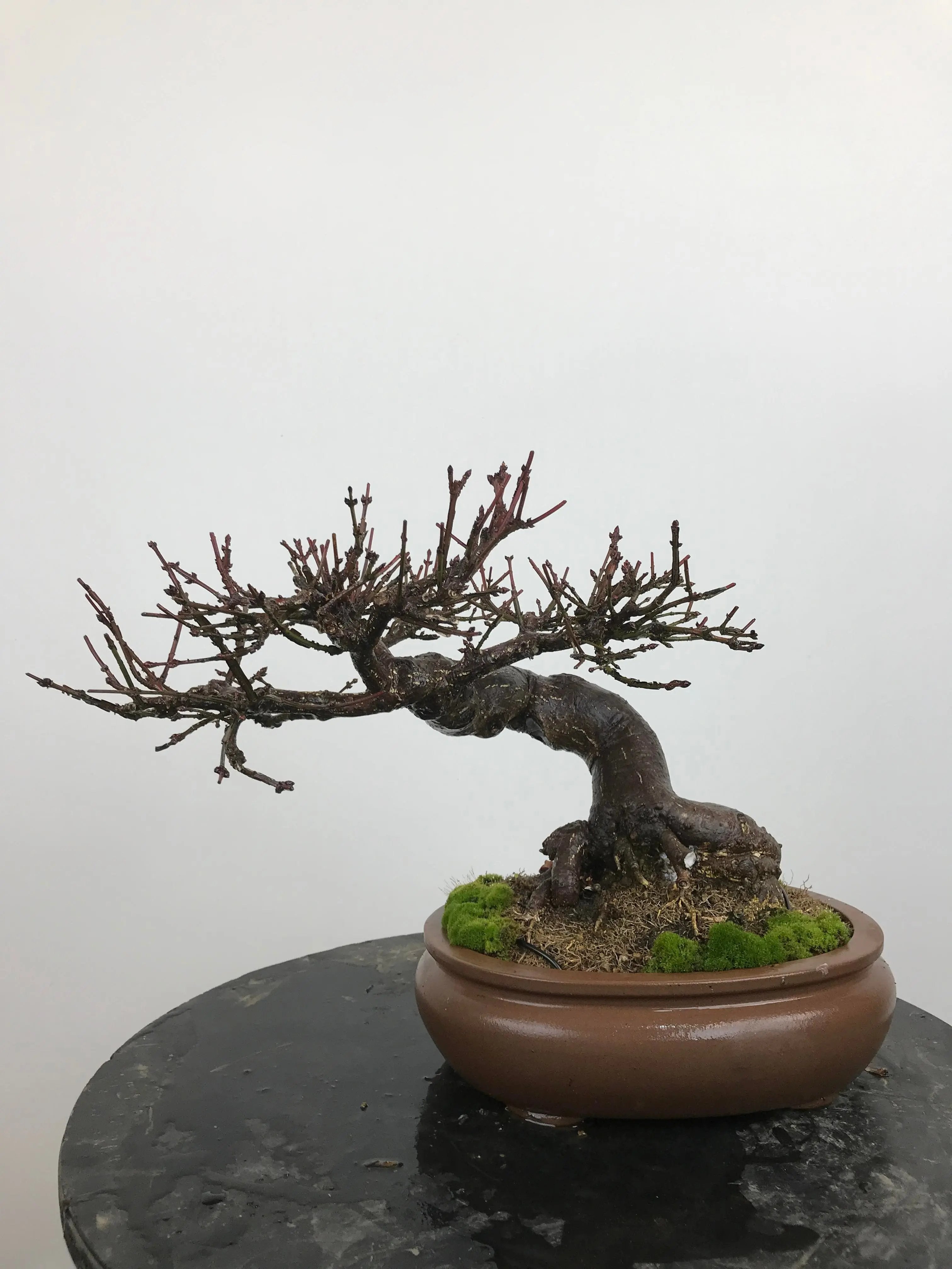 Euonymus #3 Canada Bonsai