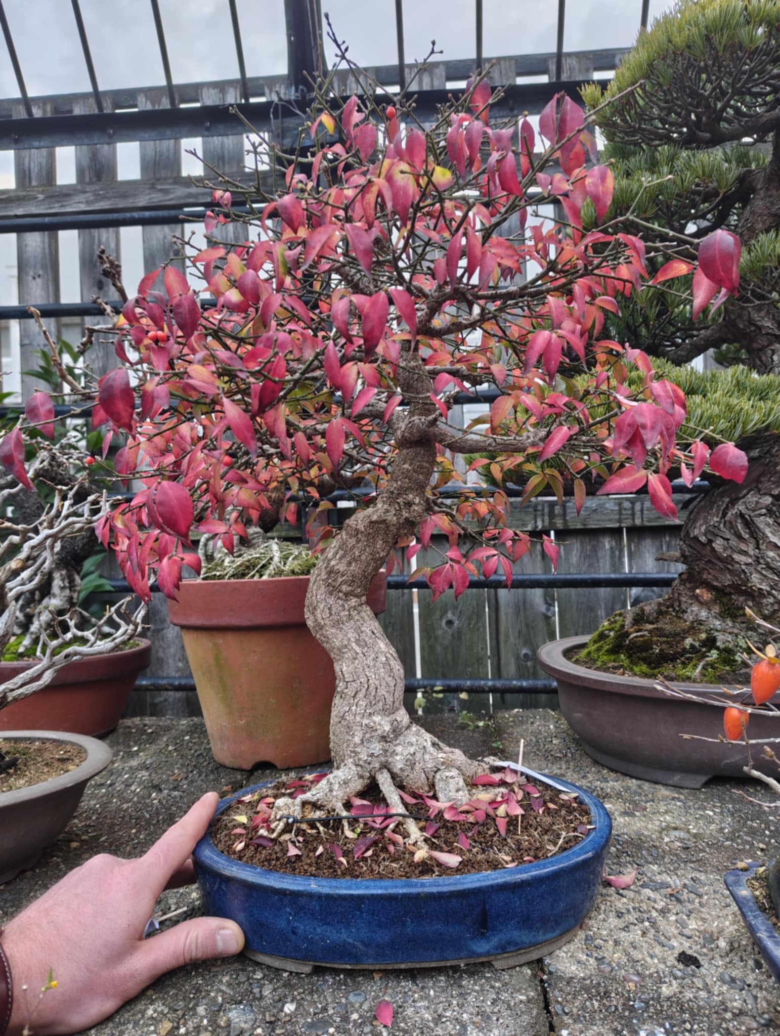 Euonymus
