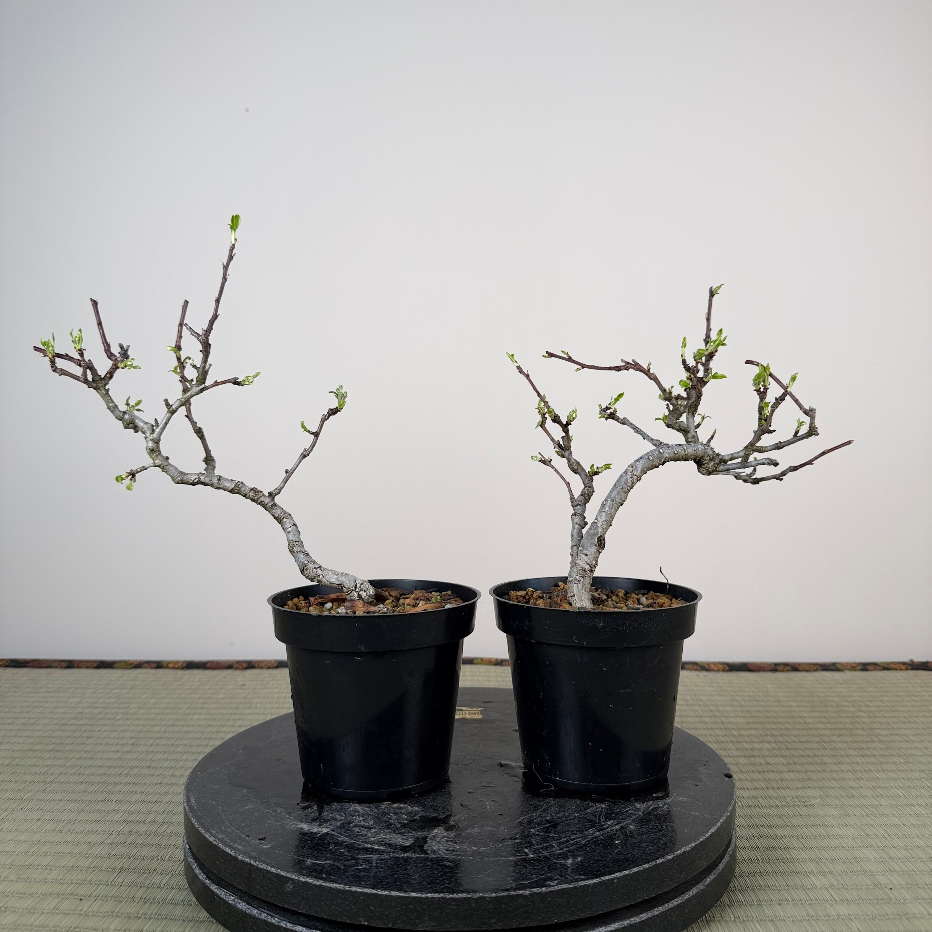Pyrus ussuriensis (nain)