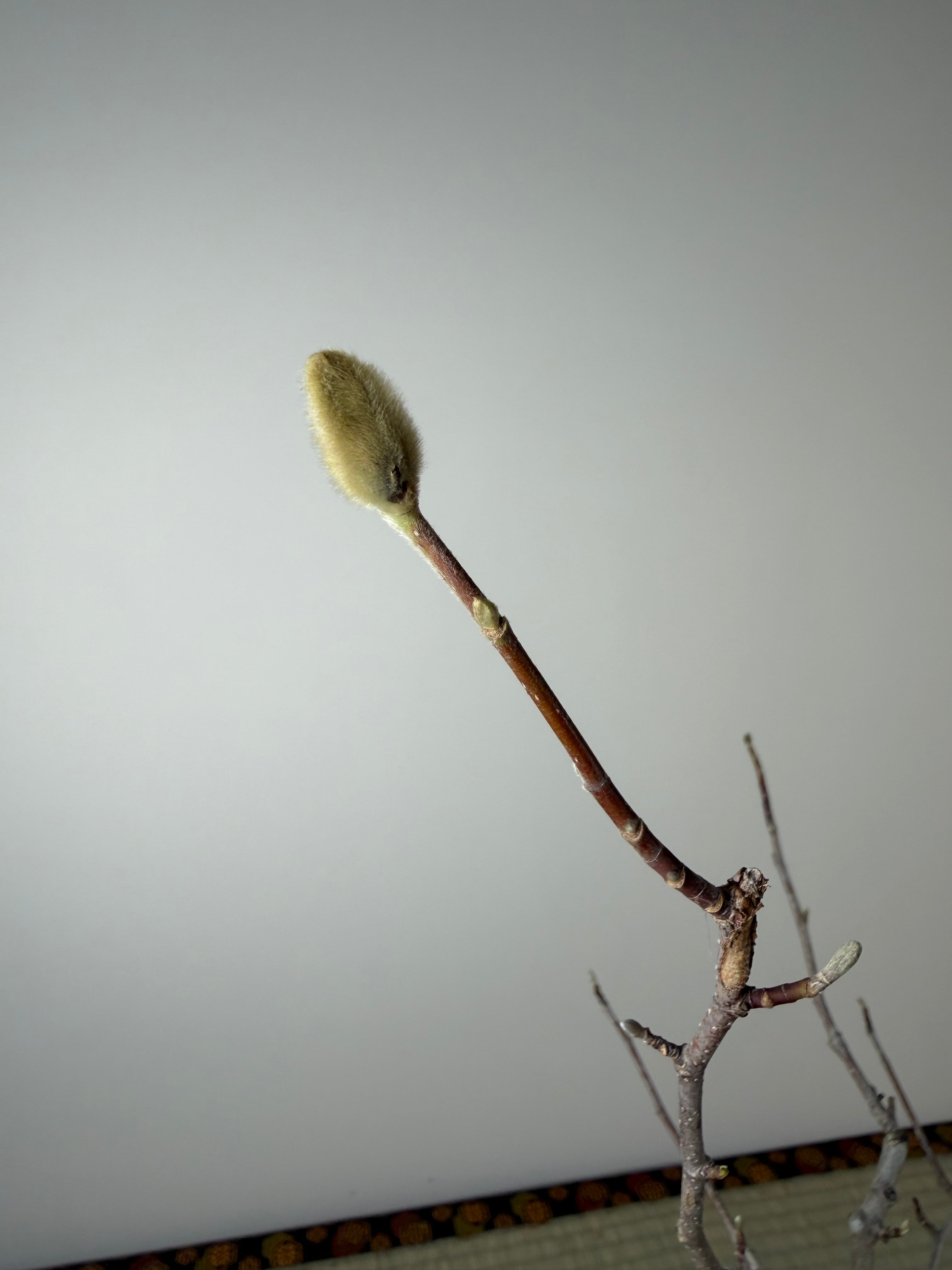 Magnolia (grand ; fleur violette)