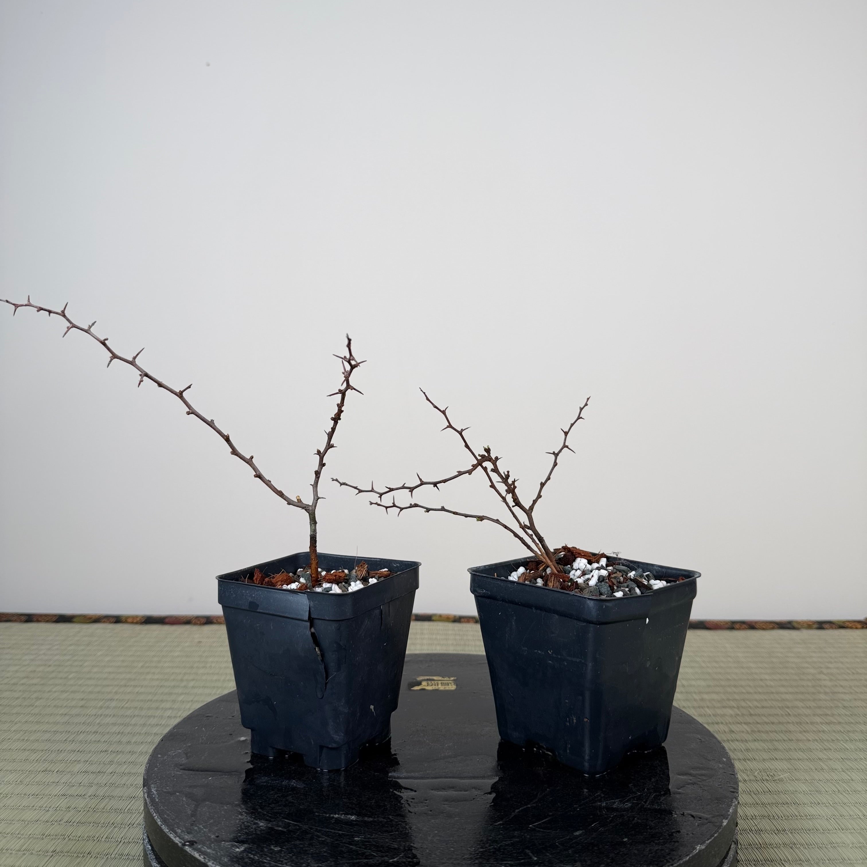 Chaenomeles japonica (chojubai)