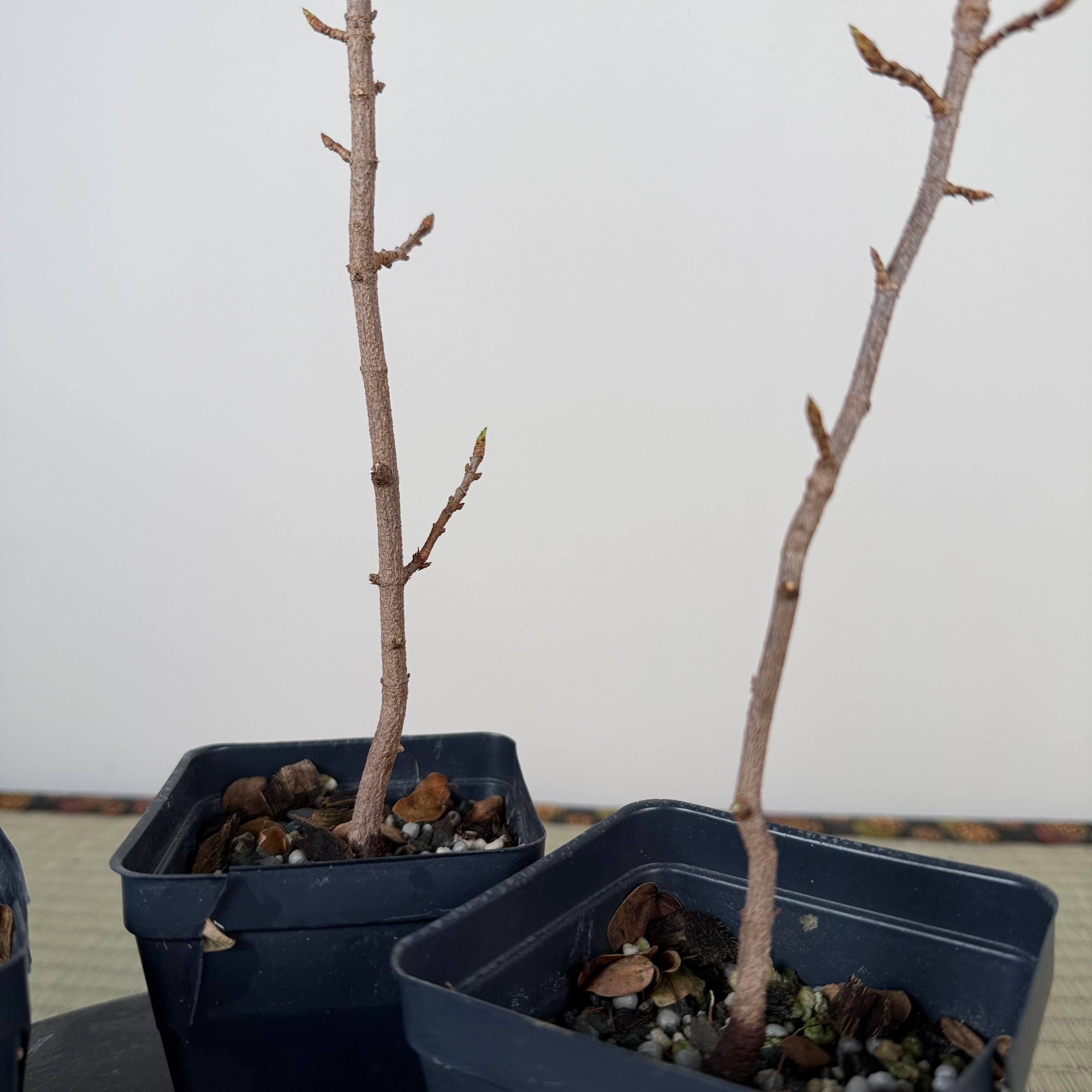 Acer buergerianum (standard)