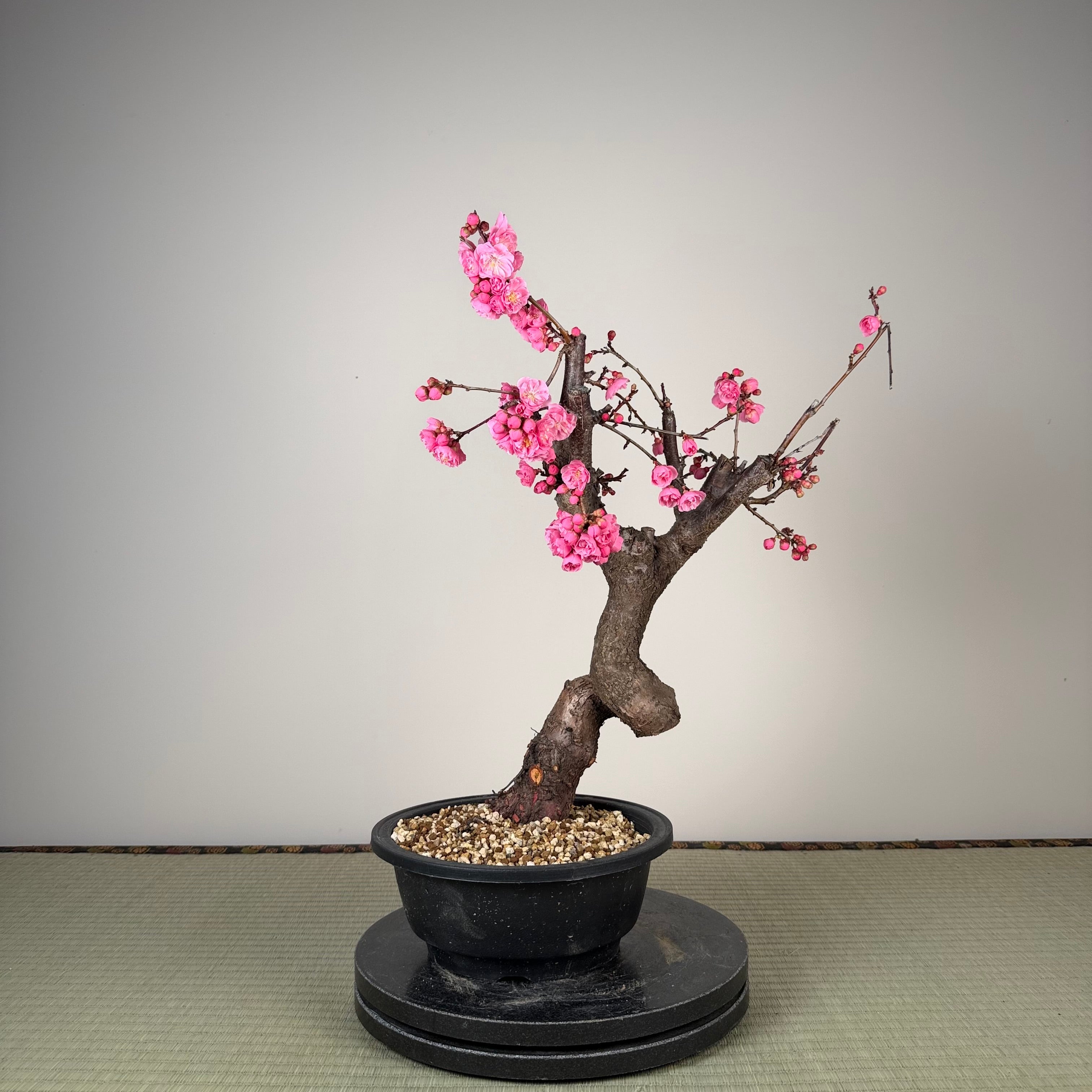Prunus mume 'Fēnghòu'