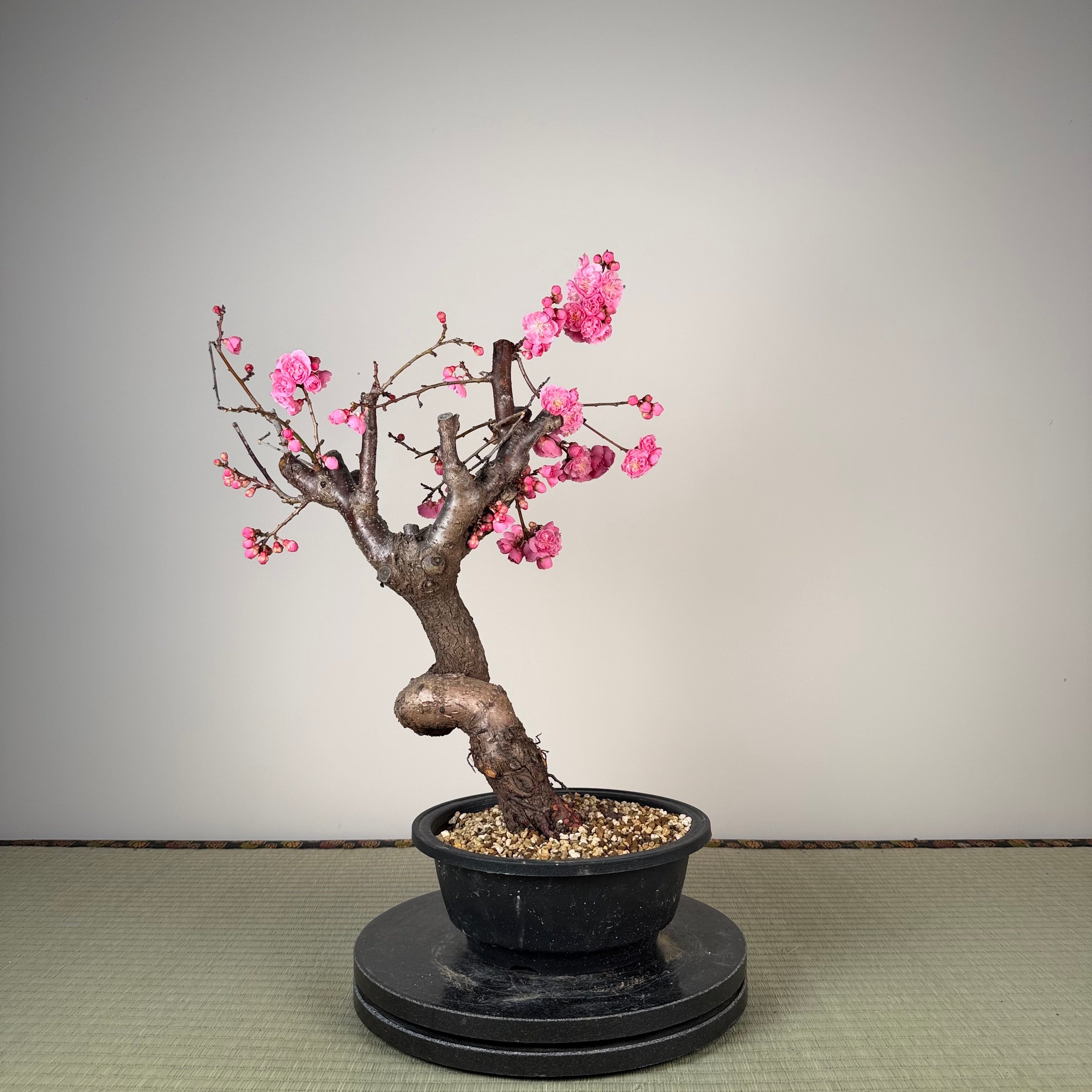 Prunus mume 'Fēnghòu'