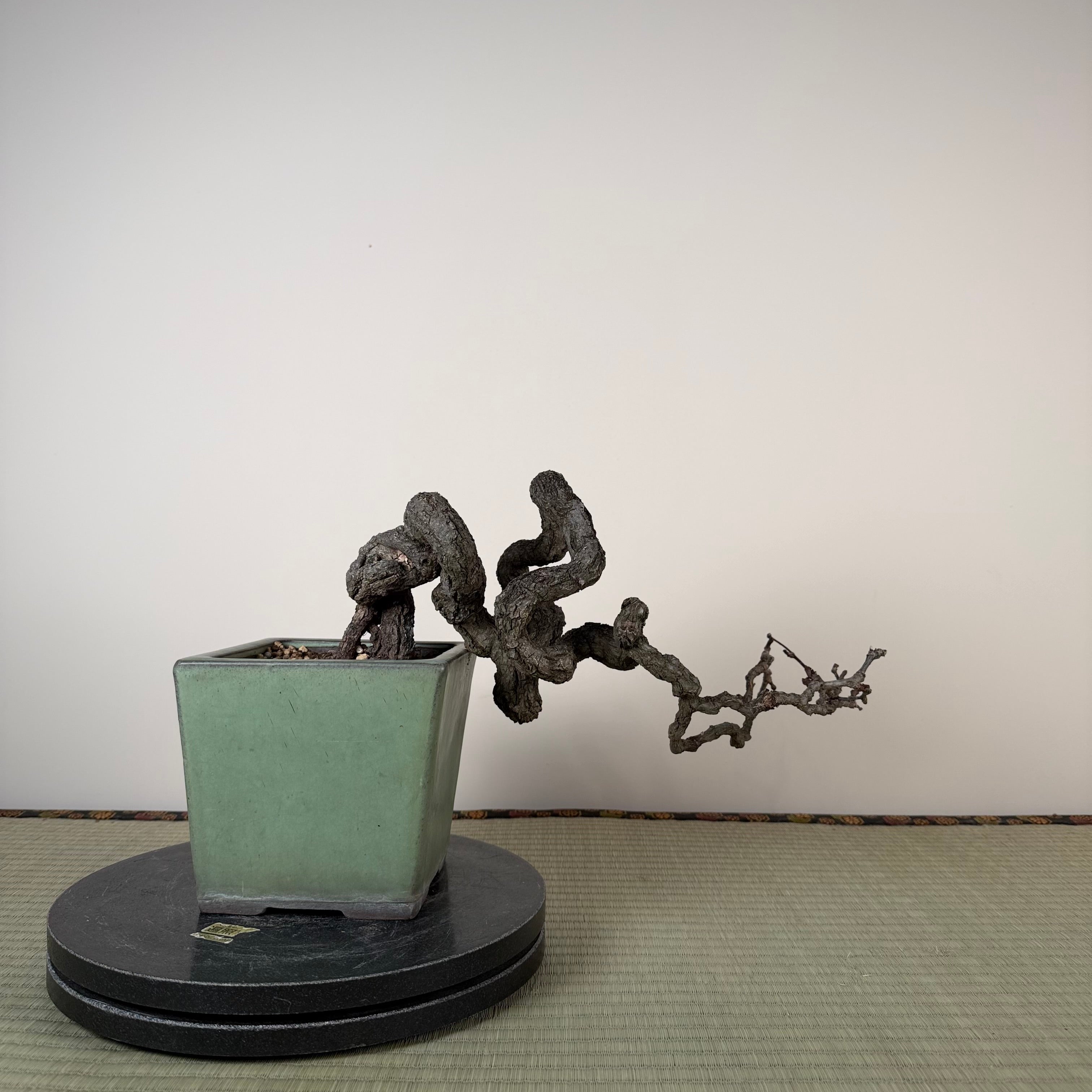 Parthenocissus quinquefolia (Antique pot)