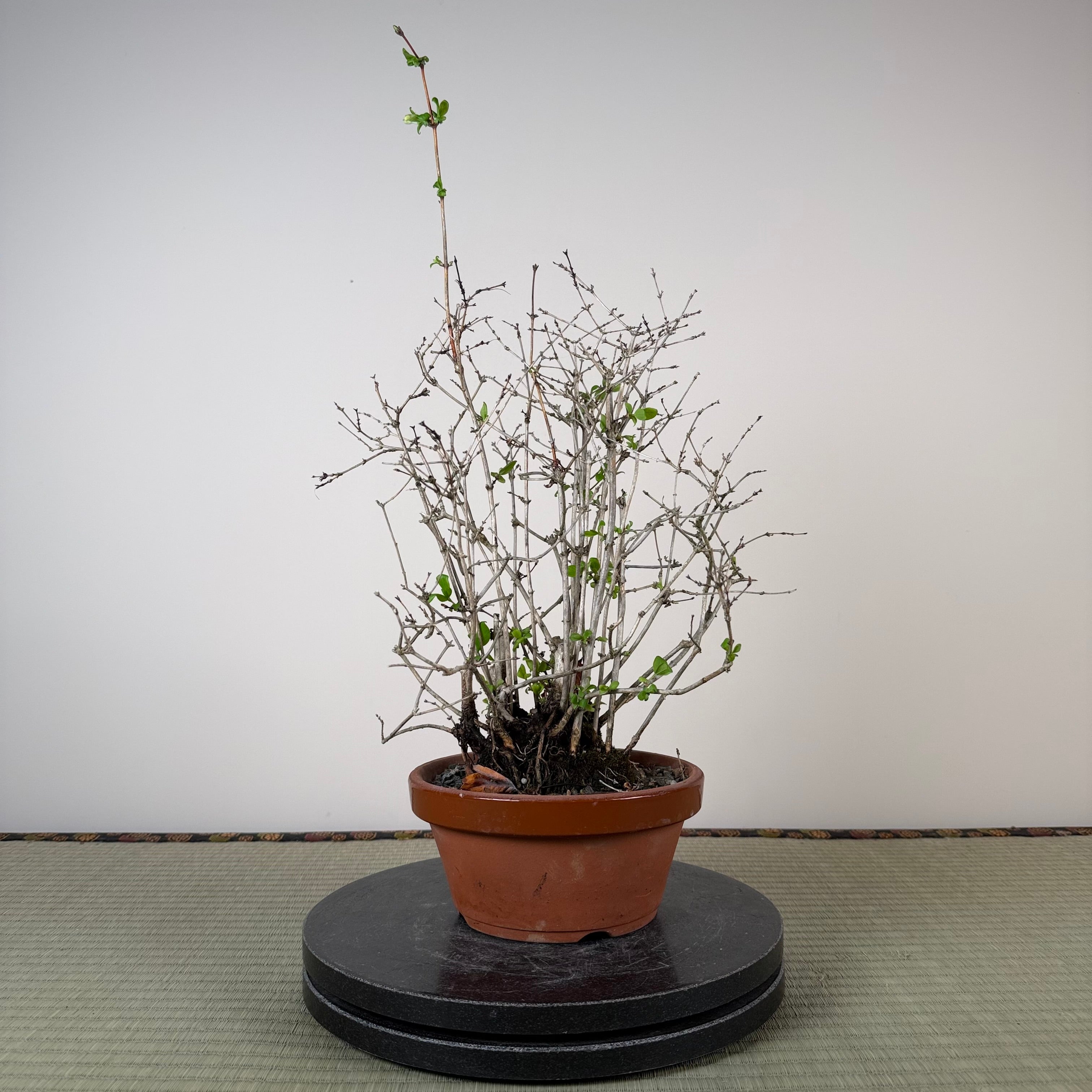Lonicera gracilipes