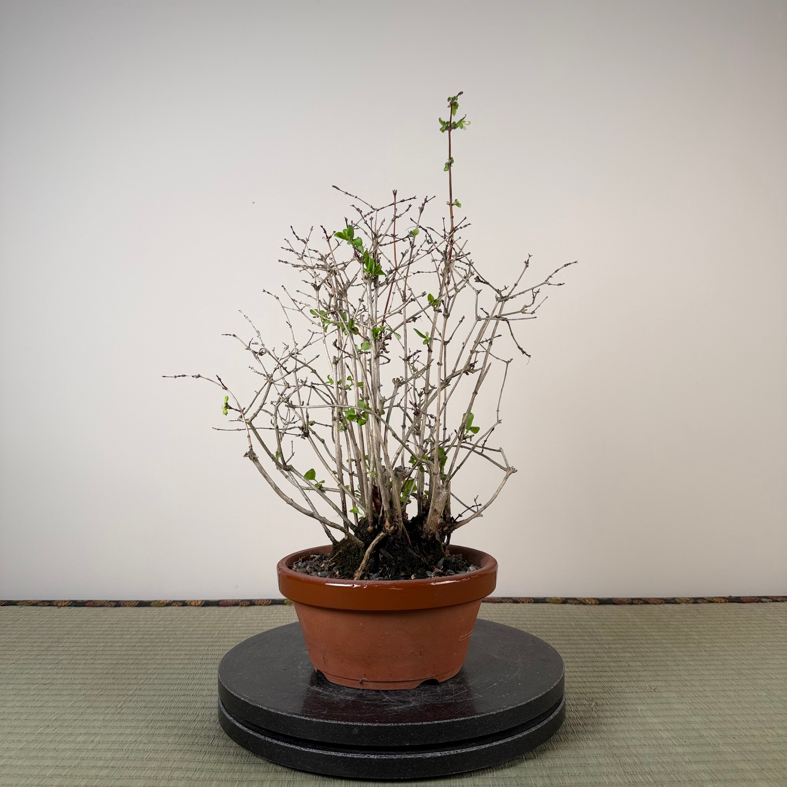 Lonicera gracilipes