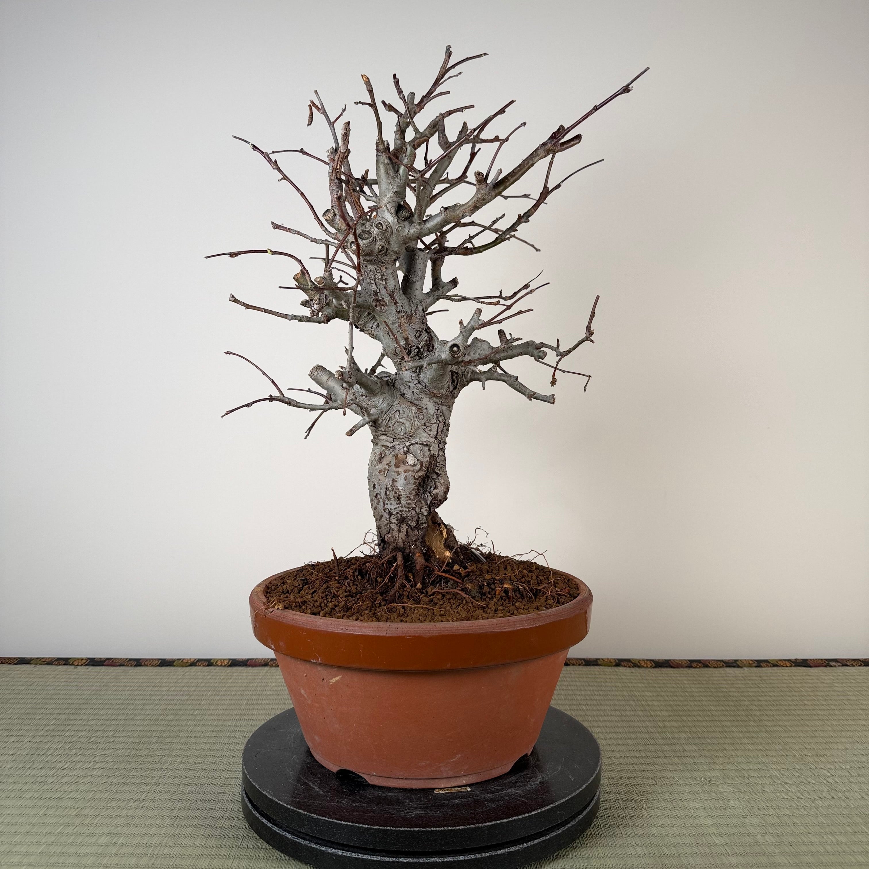 Malus 'Hime Ringo'