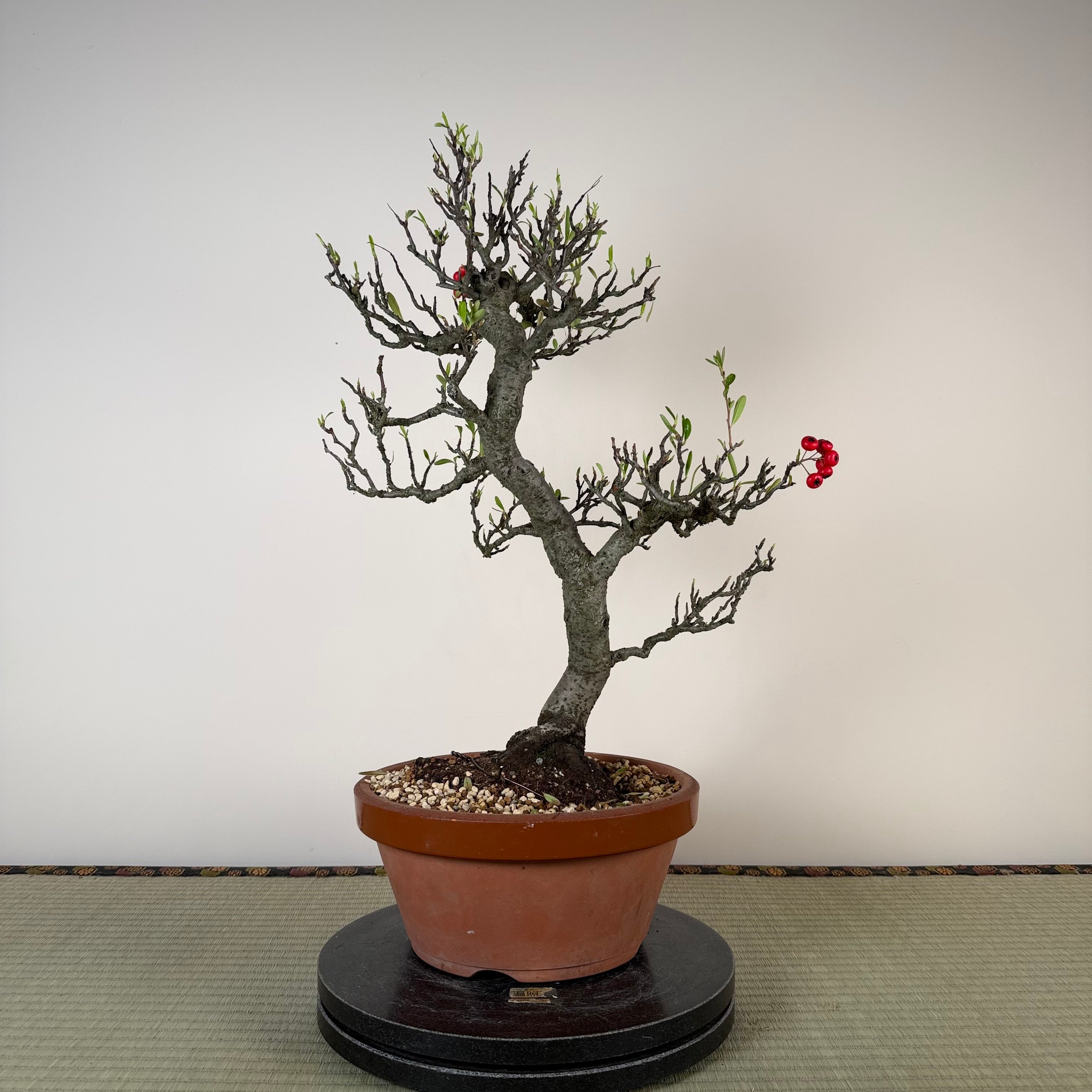 Pyracantha angustifolia