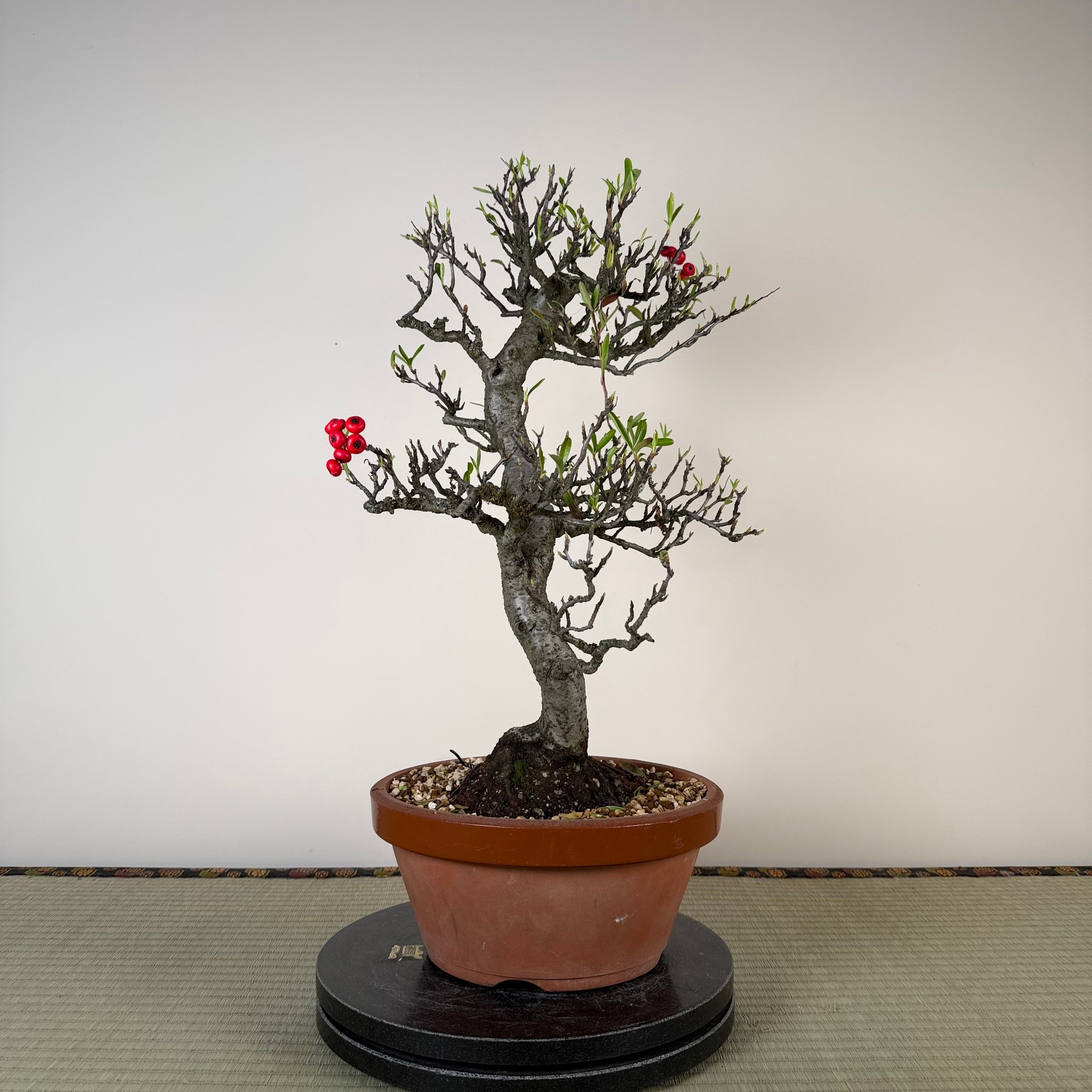 Pyracantha angustifolia