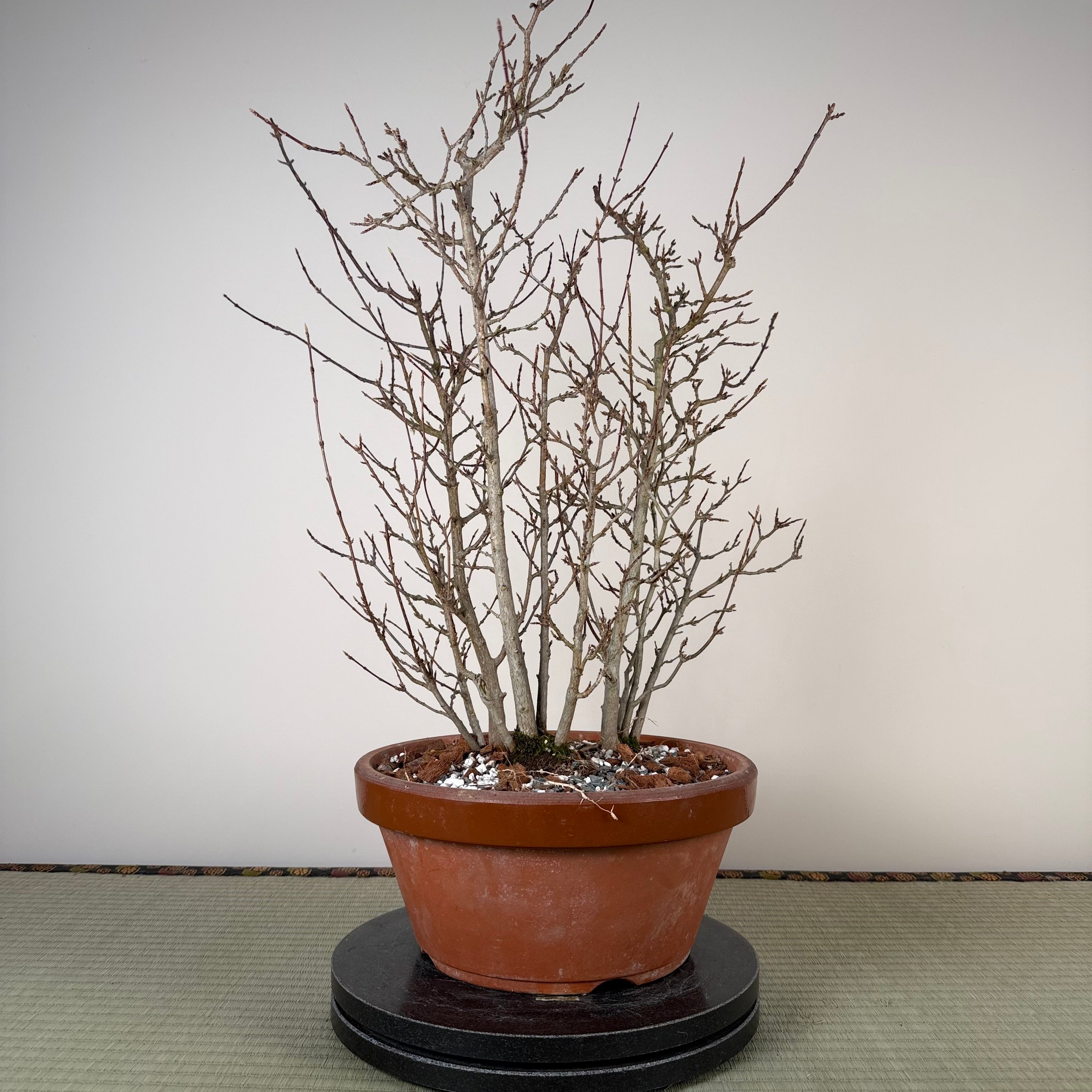 Acer buergerianum 'Fuyo-en' (Bouquet)