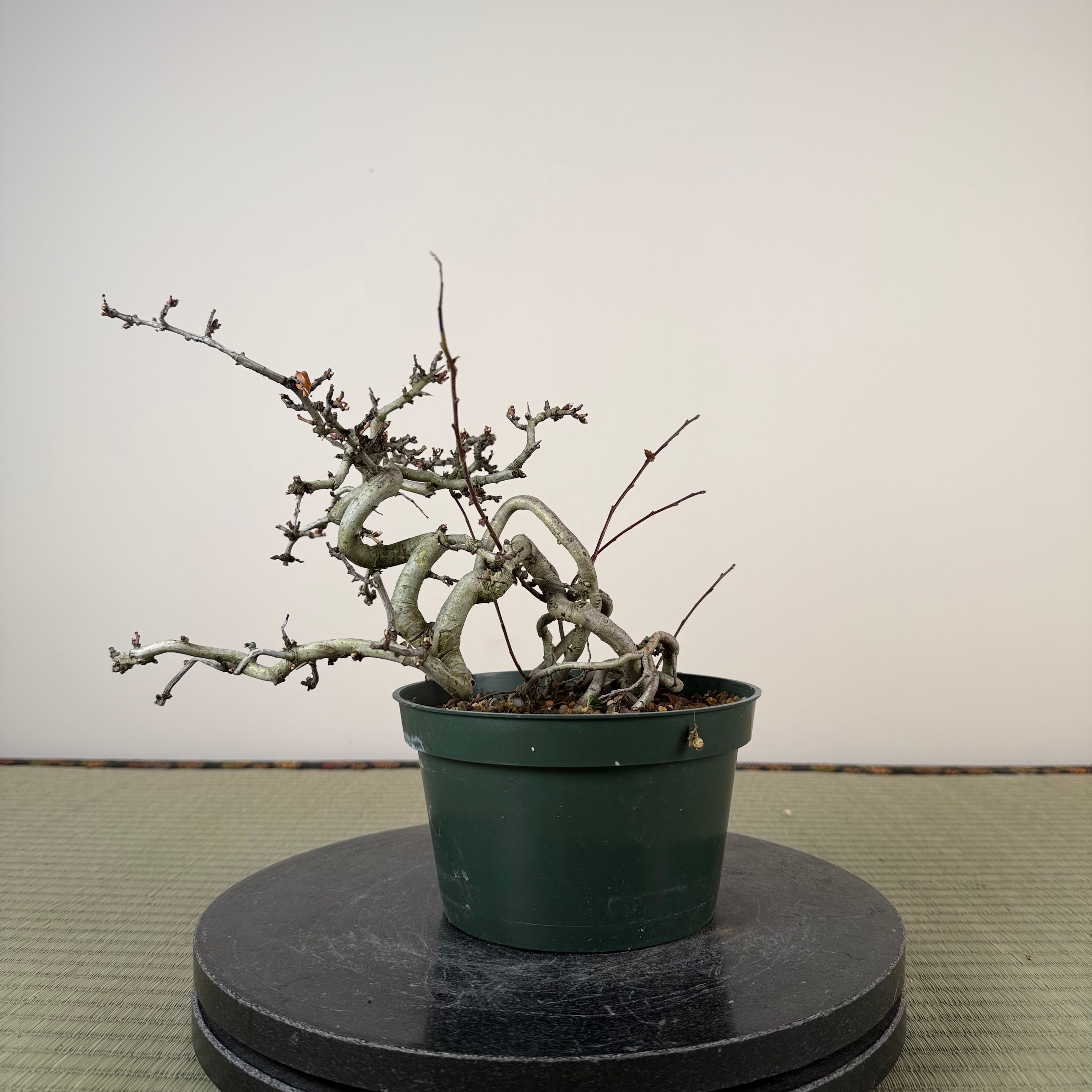 Crataegus cuneata 'Matsudaira'