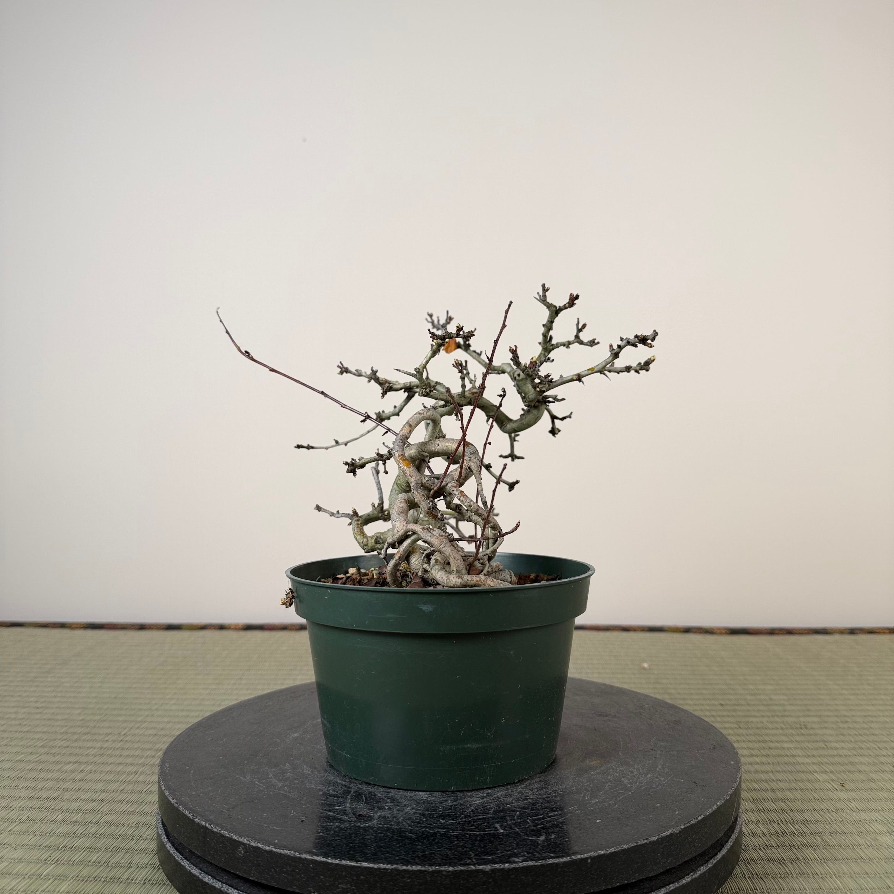 Crataegus cuneata 'Matsudaira'