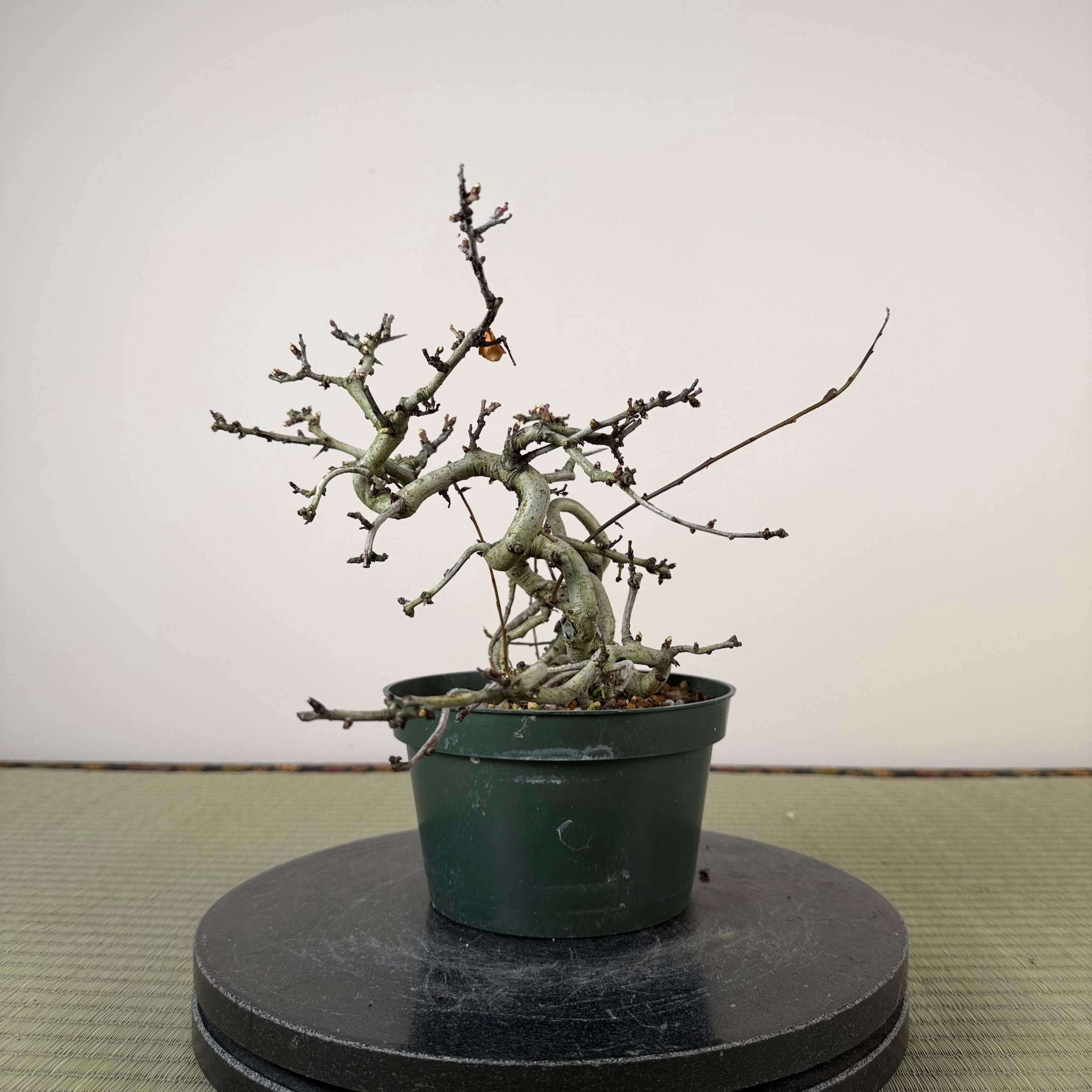 Crataegus cuneata 'Matsudaira'