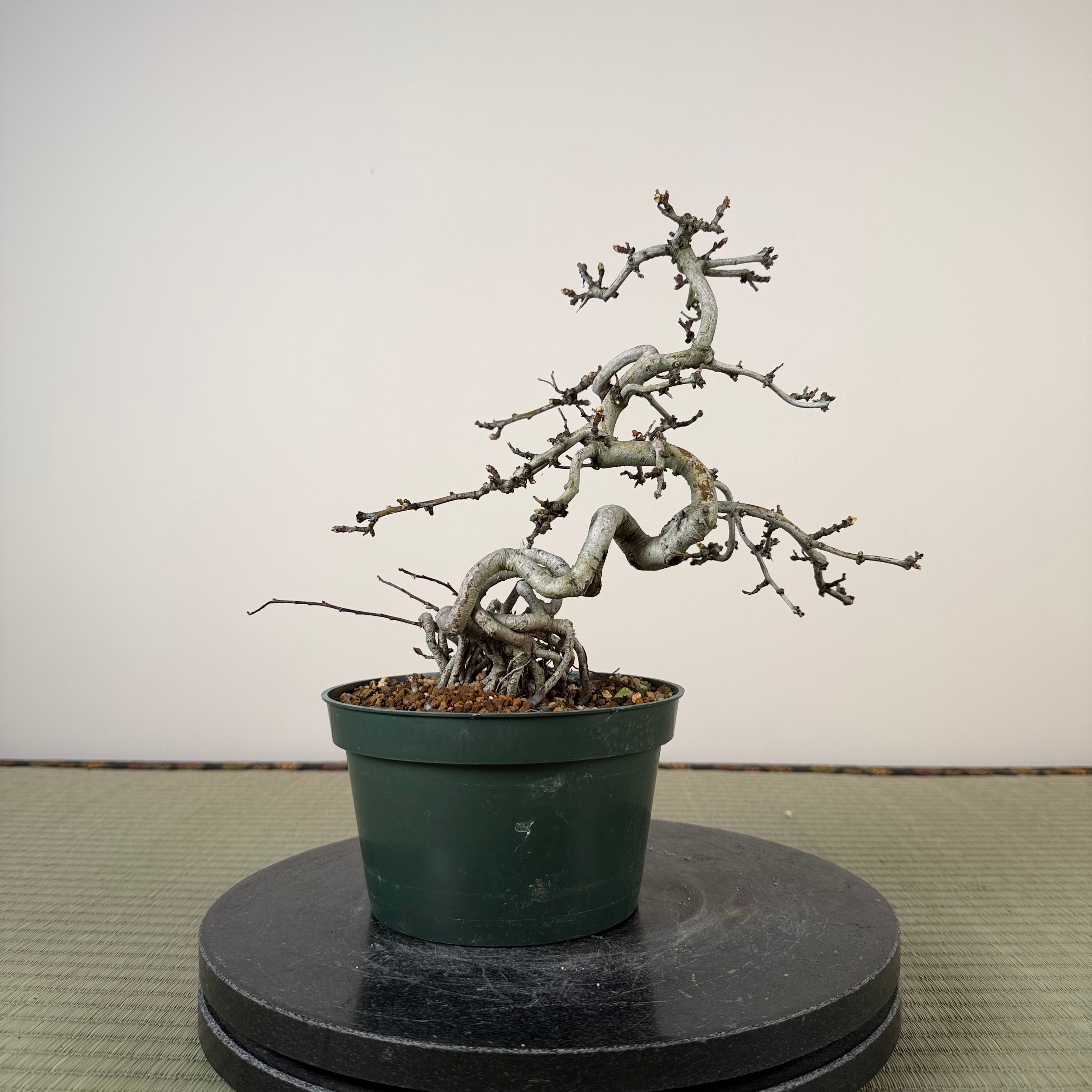 Crataegus cuneata 'Matsudaira'