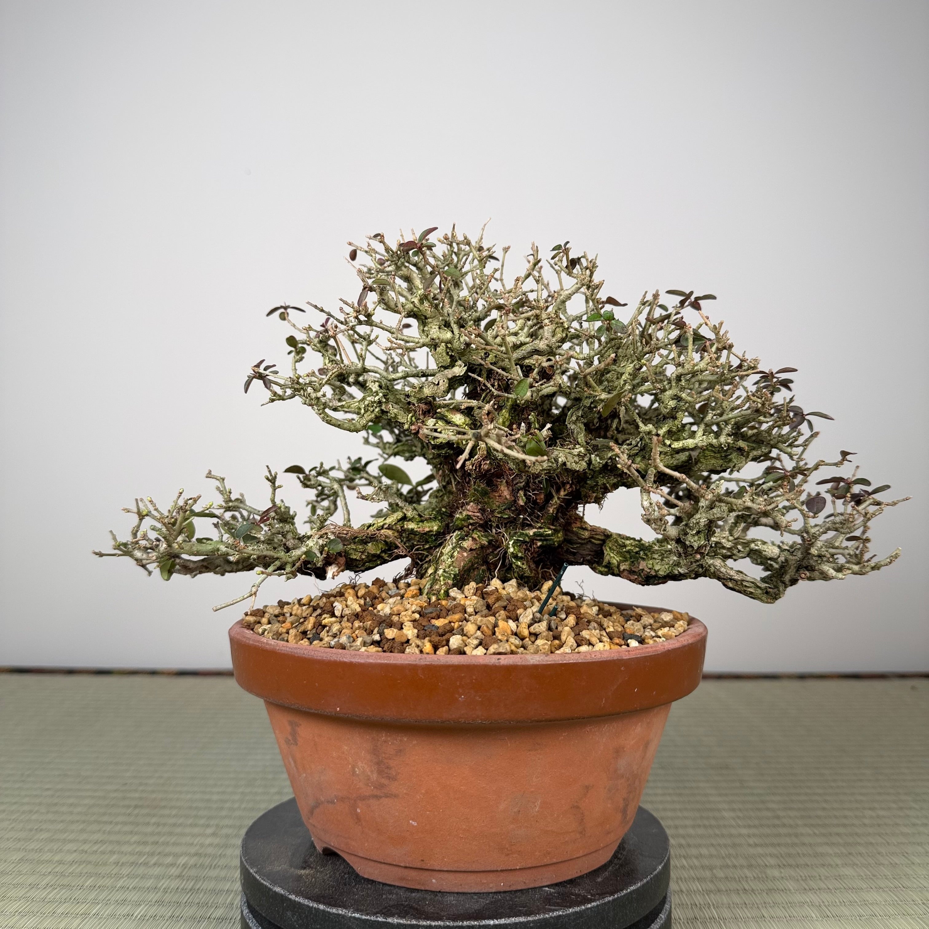 Ligustrum Arakawa *Voir note*