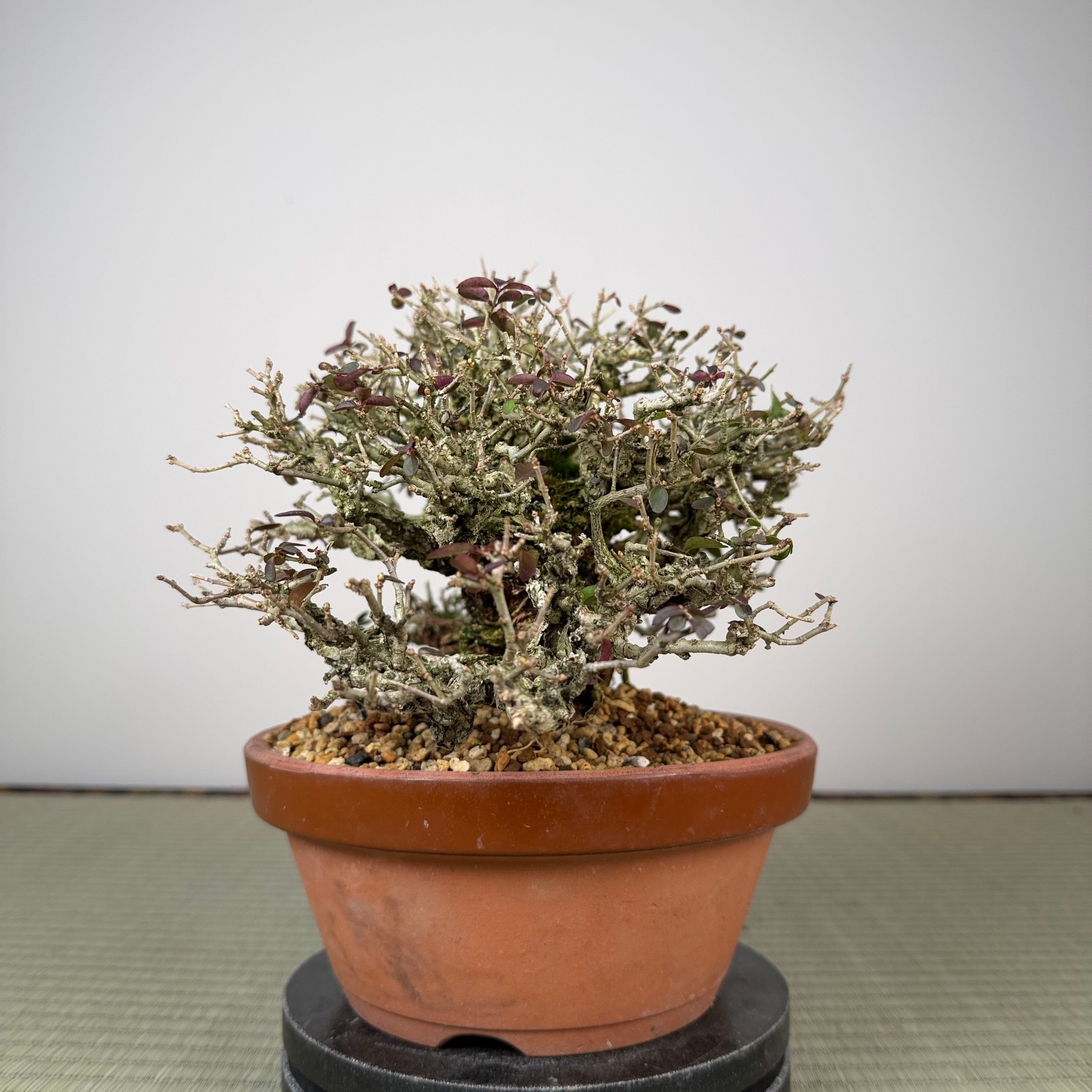 Ligustrum Arakawa *Voir note*