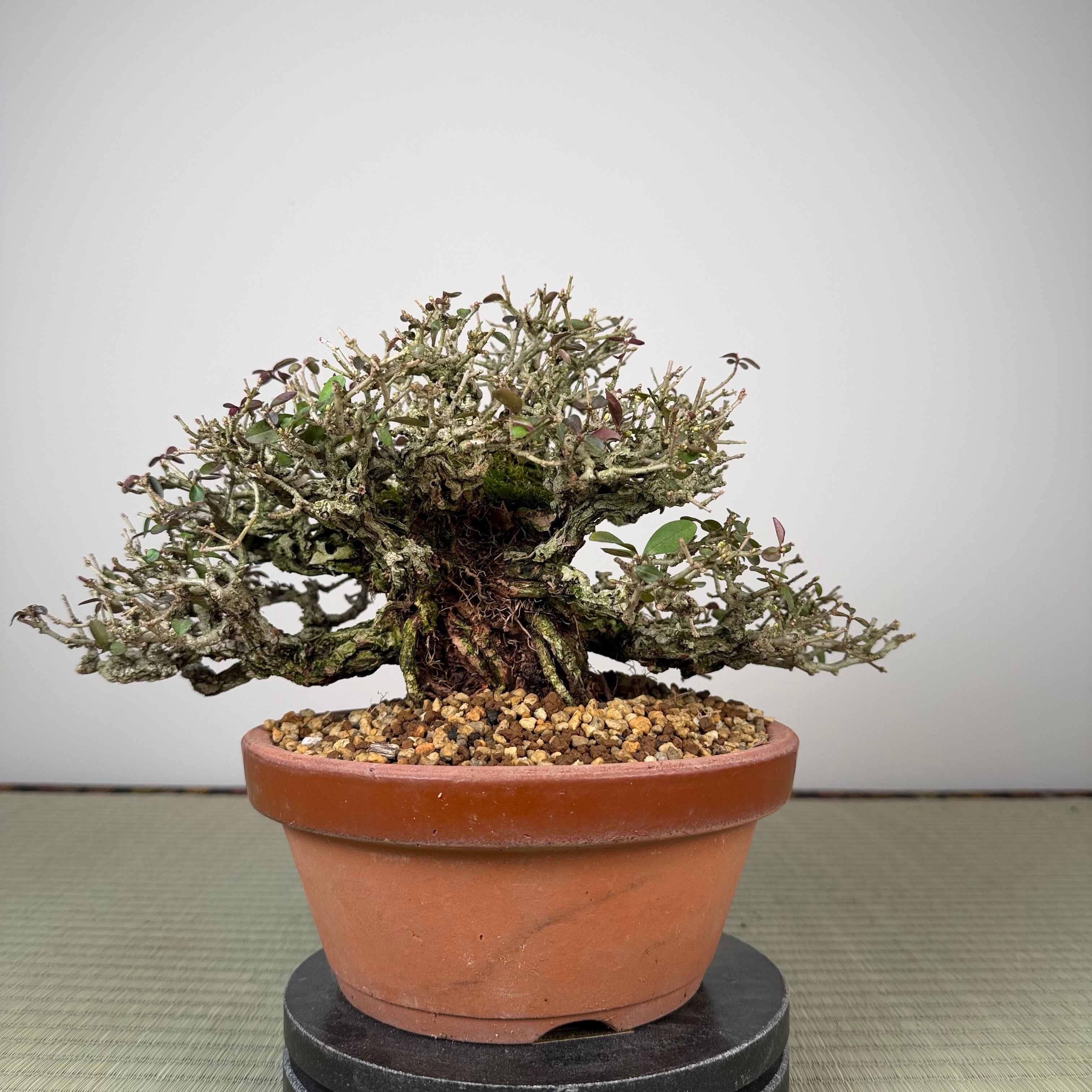 Ligustrum Arakawa *Voir note*