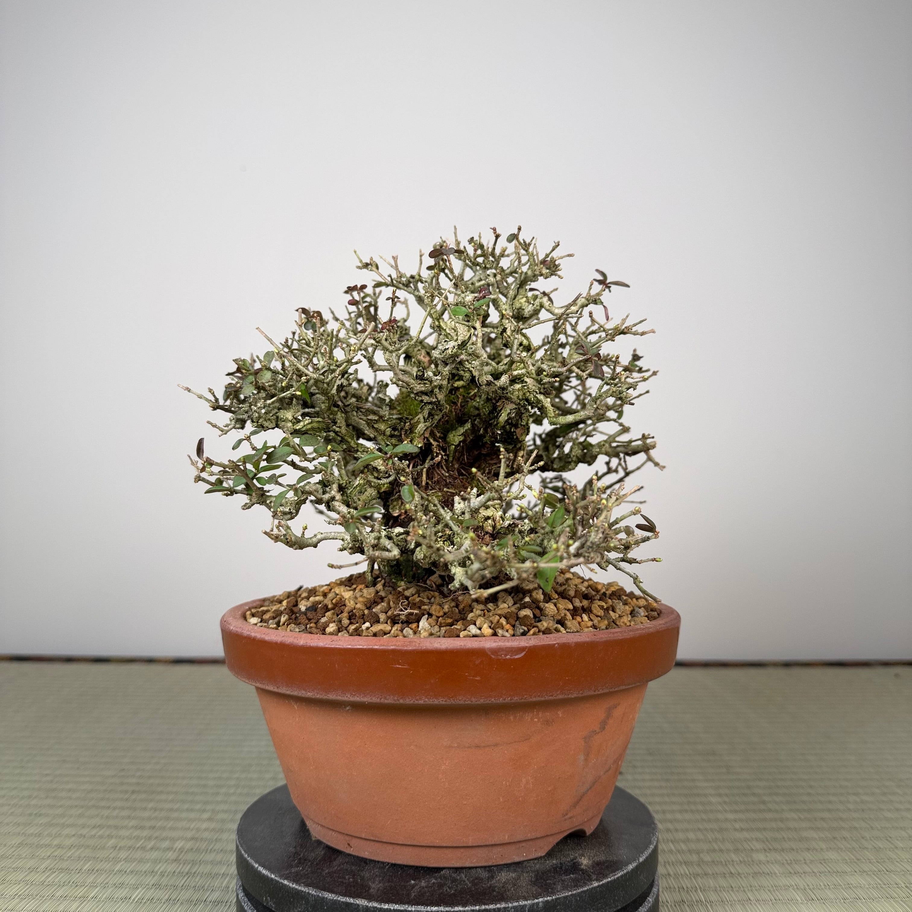 Ligustrum Arakawa *Voir note*