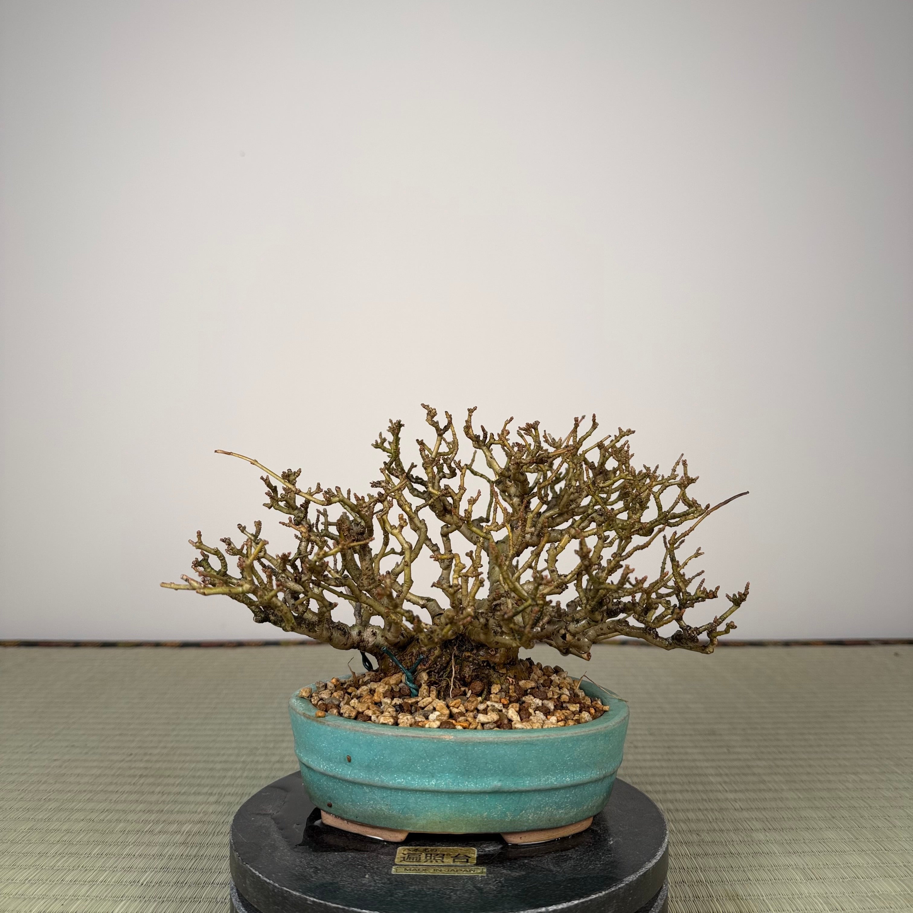 Ligustrum